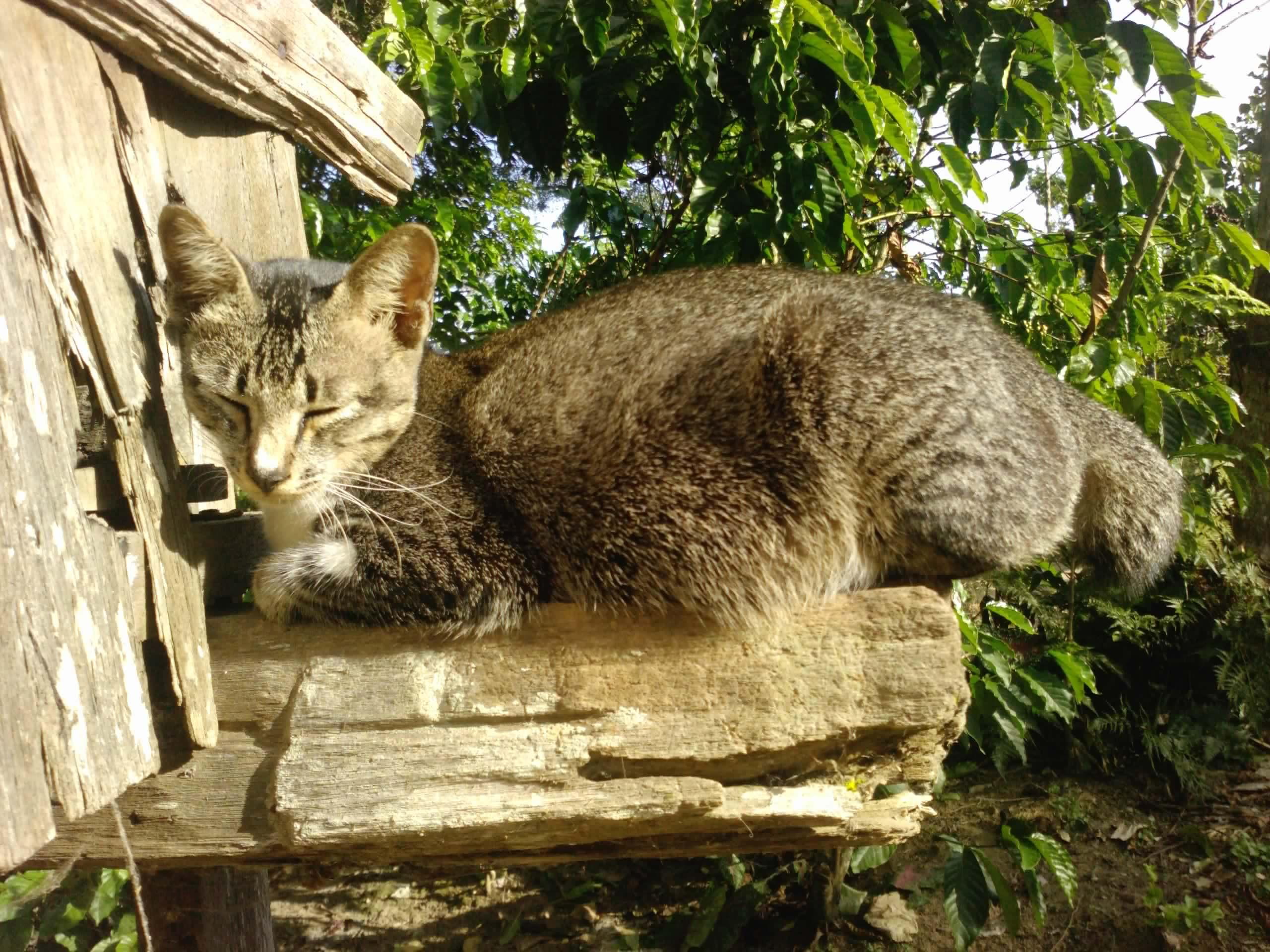 animals, santai, sleeping, 2K, kucing, pus, berjemur, HD Wallpaper