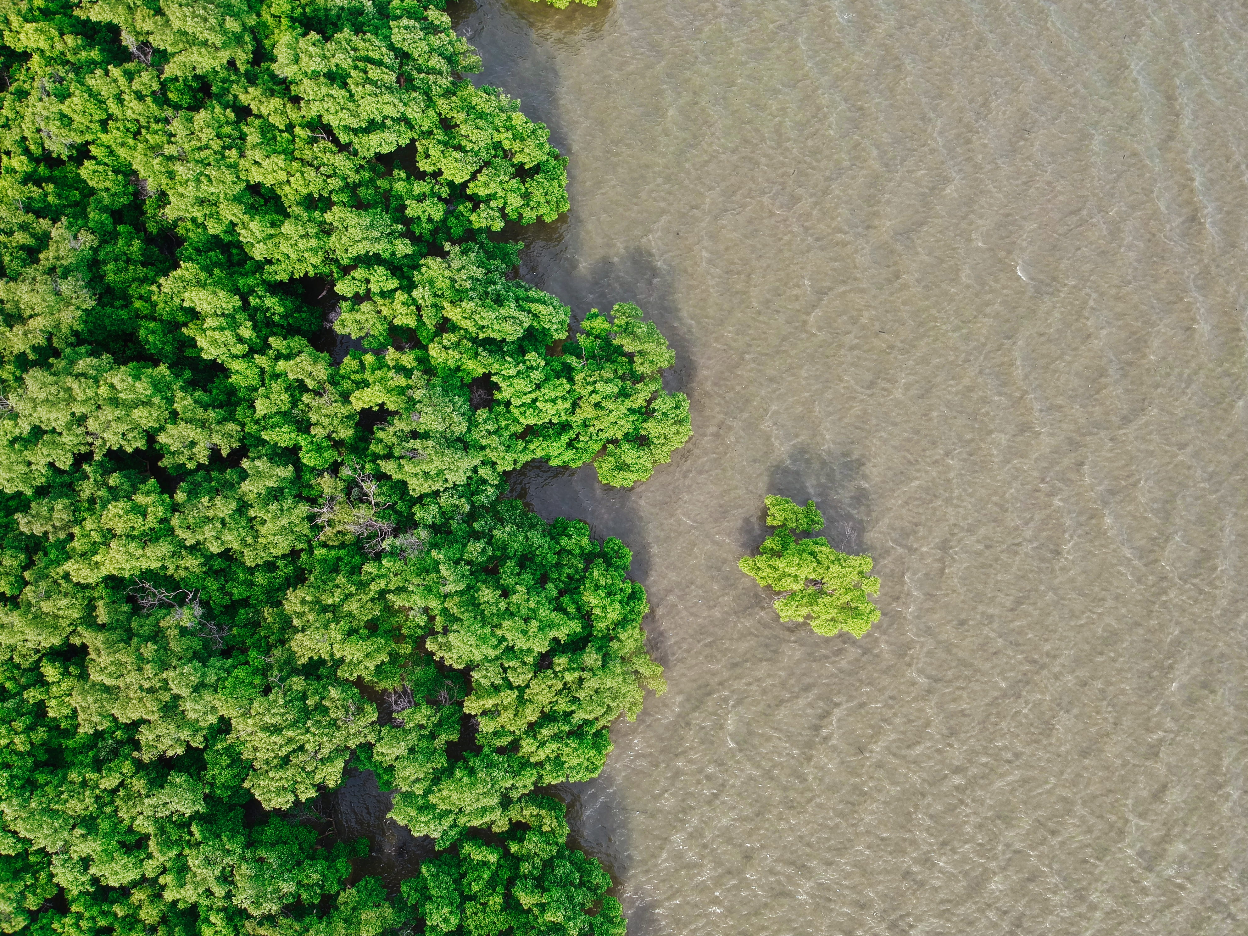forest, field, no people, tambon bang pu mai, day, parsley, potted plant, plant, flora, tranquility, shadow, photography, nature, tranquil scene, algae, HD Wallpaper