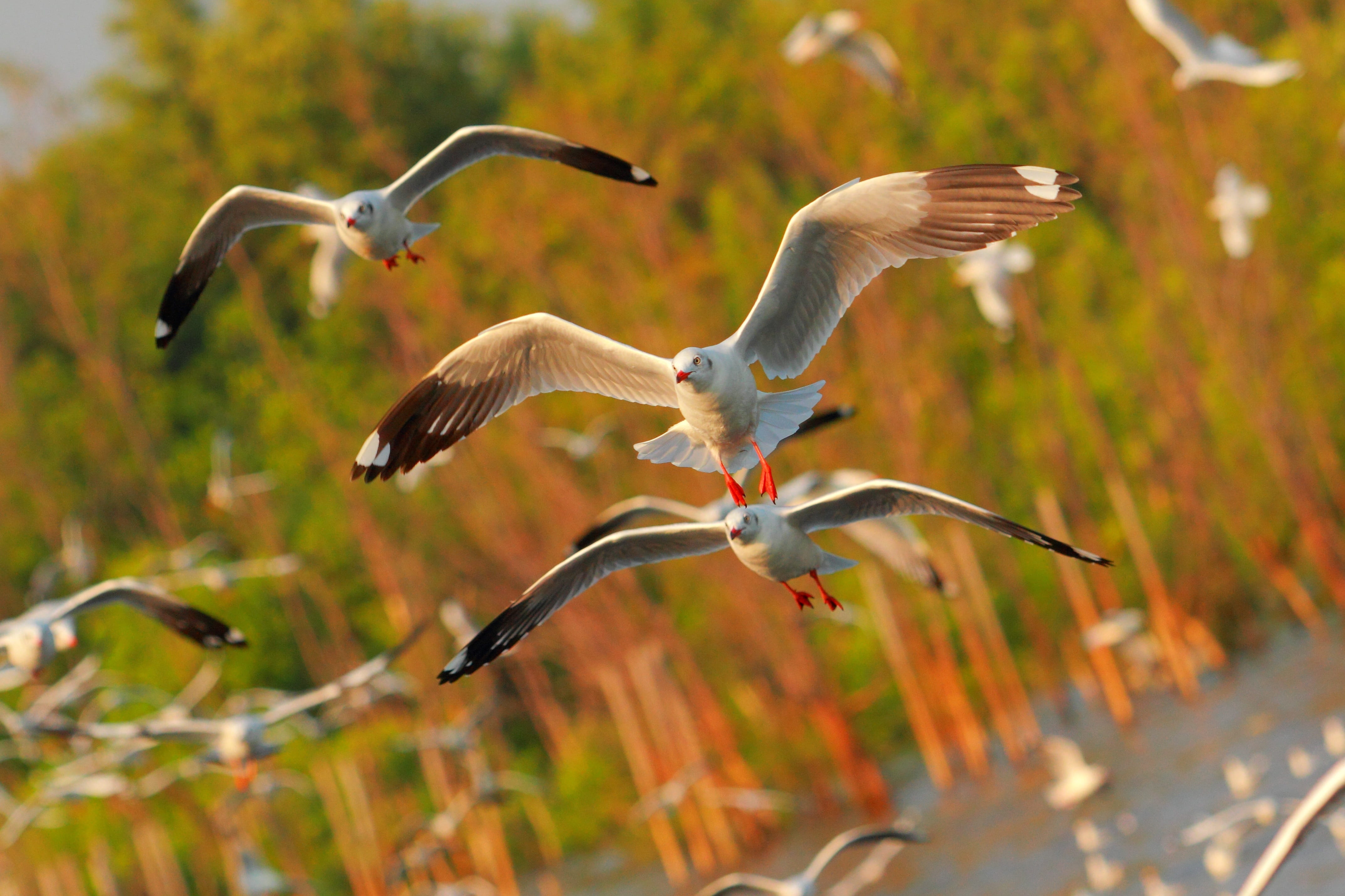 Bang, Sea, Gull, animal wildlife, no people, Fauna, three animals, animals And Pets, bird flight, animal themes, focus on foreground, full length, ornithology, HD Wallpaper