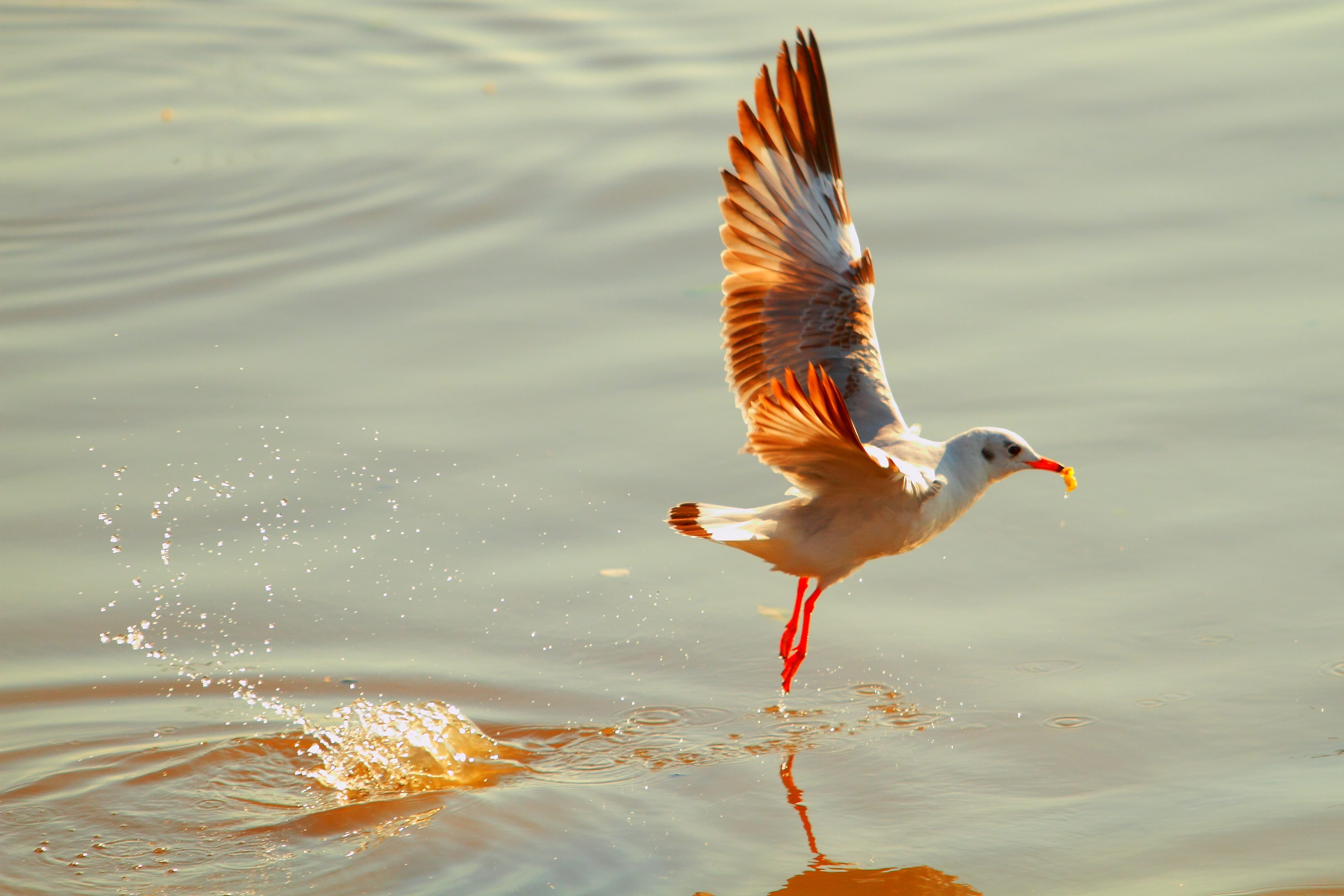 sunlight, Sea, no people, Gull, motion, focus on foreground, one animal, vertebrate, lake, animal, 4K, day, outdoors, Pu, ornithology, bang pu, animal wildlife, HD Wallpaper