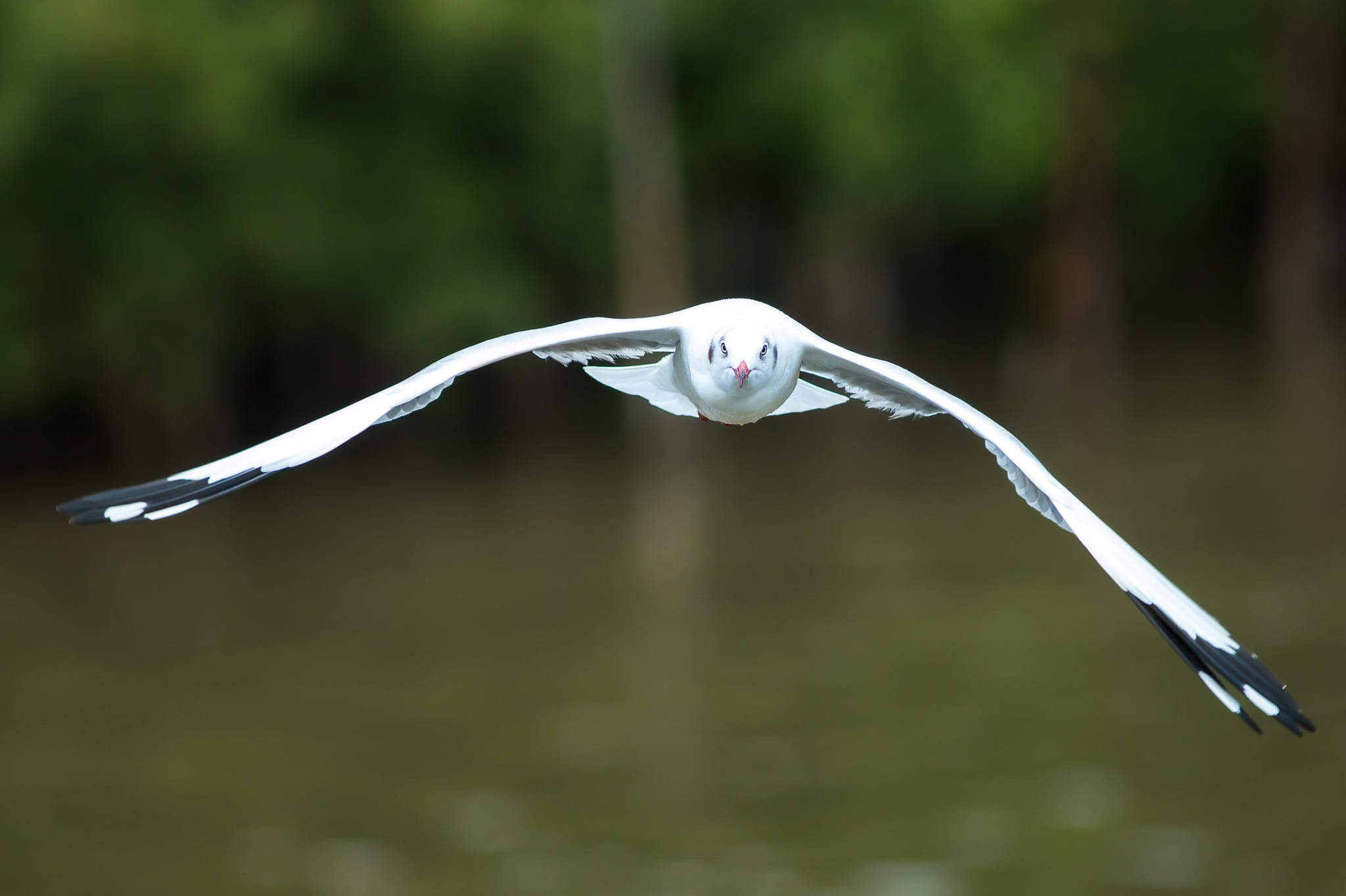 close-up, animal wildlife, no people, animals in the wild, bird, Pu, Gulls, plant, water, Flying, tree, day, animal, vertebrate, mid-air, nature, animal body part, HD Wallpaper