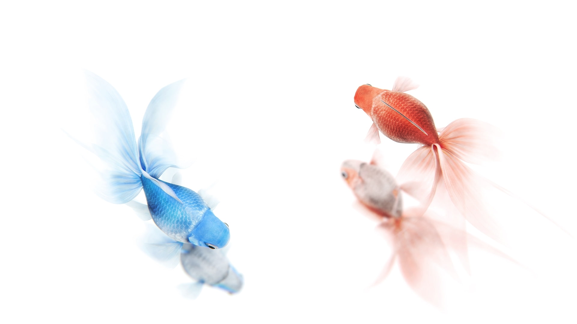 1080P, goldfish, rendering. gently, minimalism, reflection, HD Wallpaper