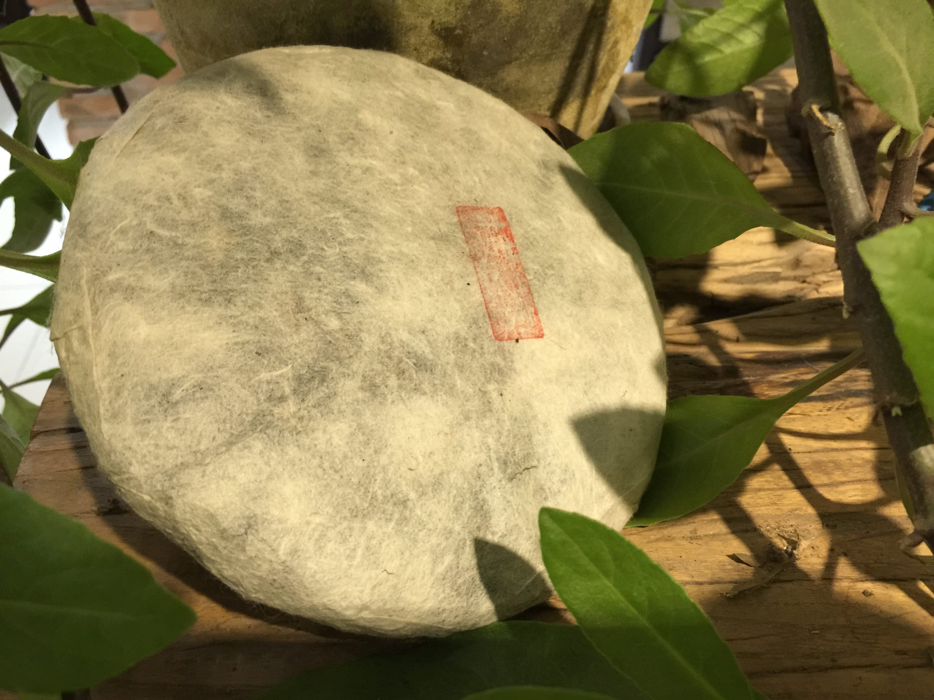 shadow, outdoors, pu-erh tea, tea cake, high angle view, plant, plant part, growth, tree, leaf, one animal, day, green color, no people, nature, wood - material, HD Wallpaper