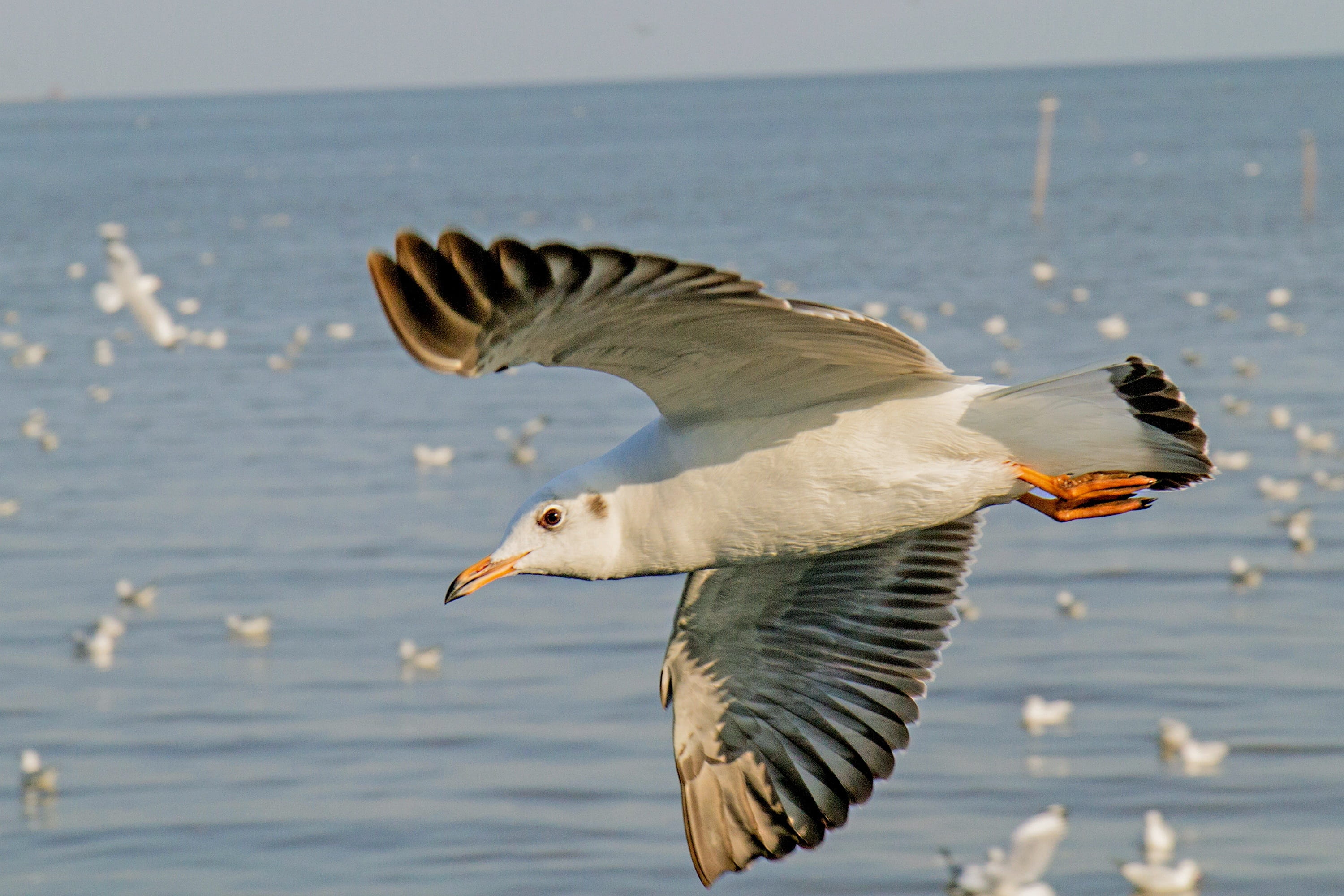 sunlight, vertebrate, animal, Birds, water, Seagull, spread wings, mid-air, animal themes, bird, animal wing, animals in the wild, 2K, pu, focus on foreground, HD Wallpaper