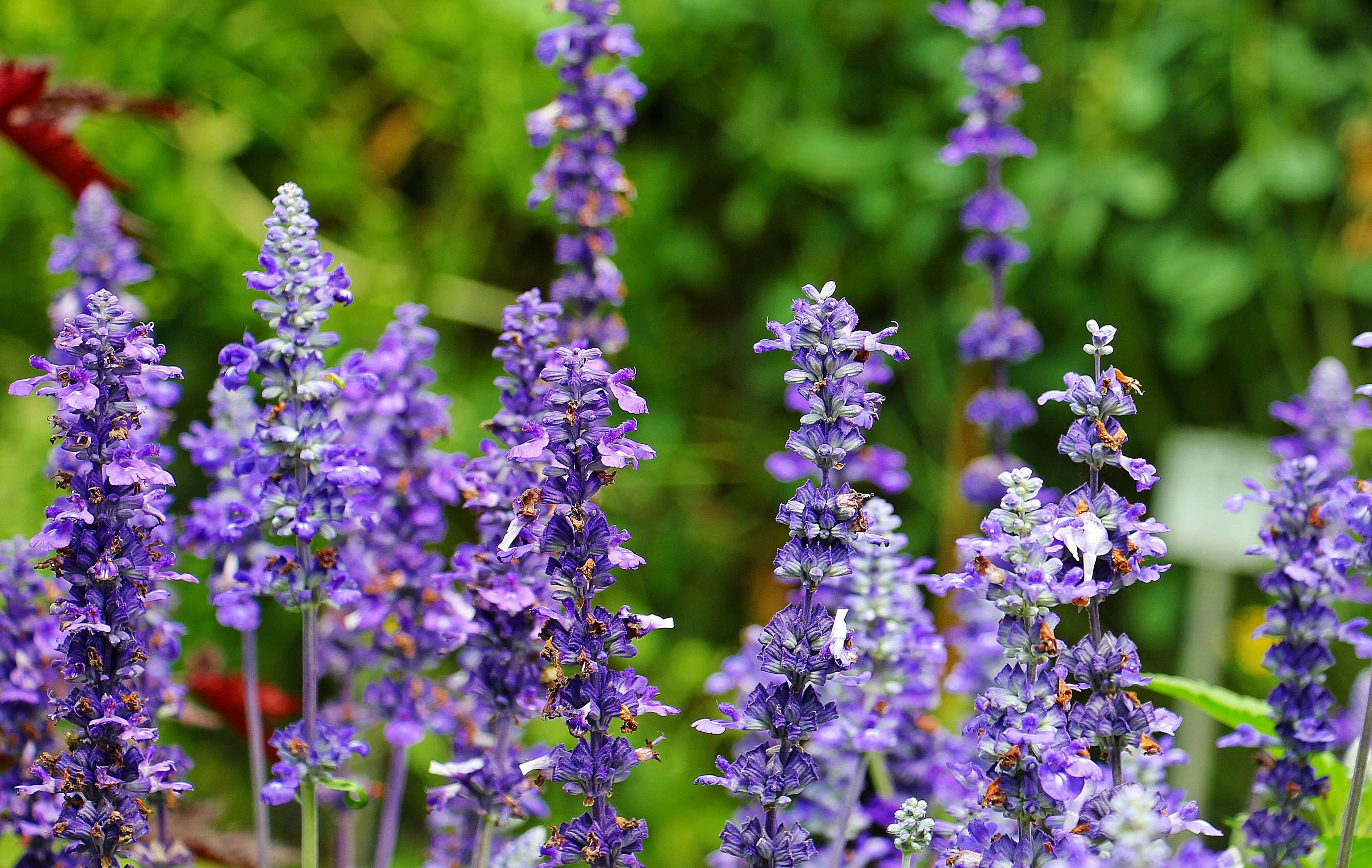 farbenpracht, aromatic, fragrant, green color, pu, flower head, green, day, flower, flowering plant, selective focus, animal wildlife, ornamental plant, HD Wallpaper