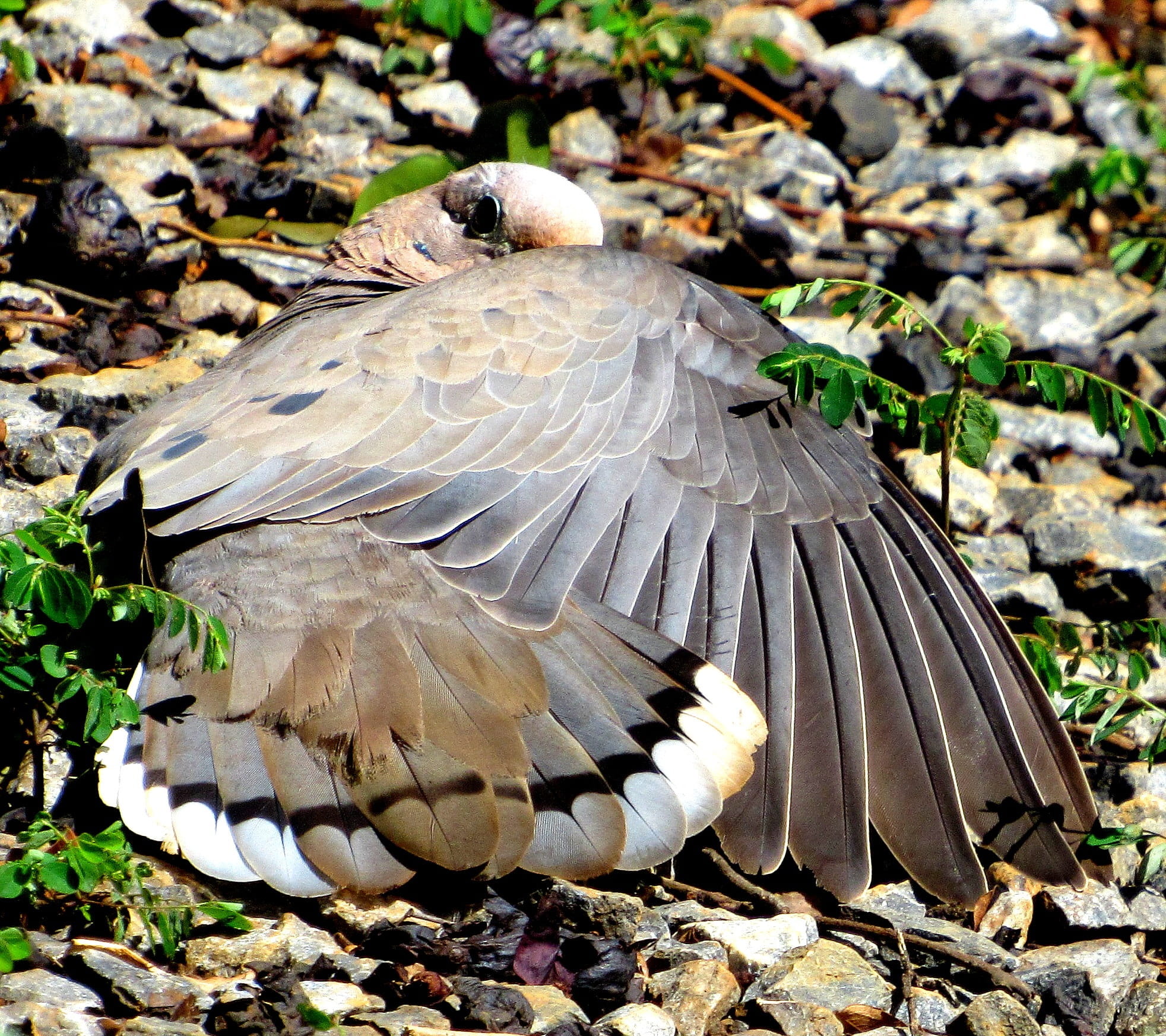 Bird, vertebrate, dove pu-pu, full length, animal, land, animal themes, focus on foreground, outdoors, Plumage, Nature, one animal, Pu, day, animals in the wild, HD Wallpaper