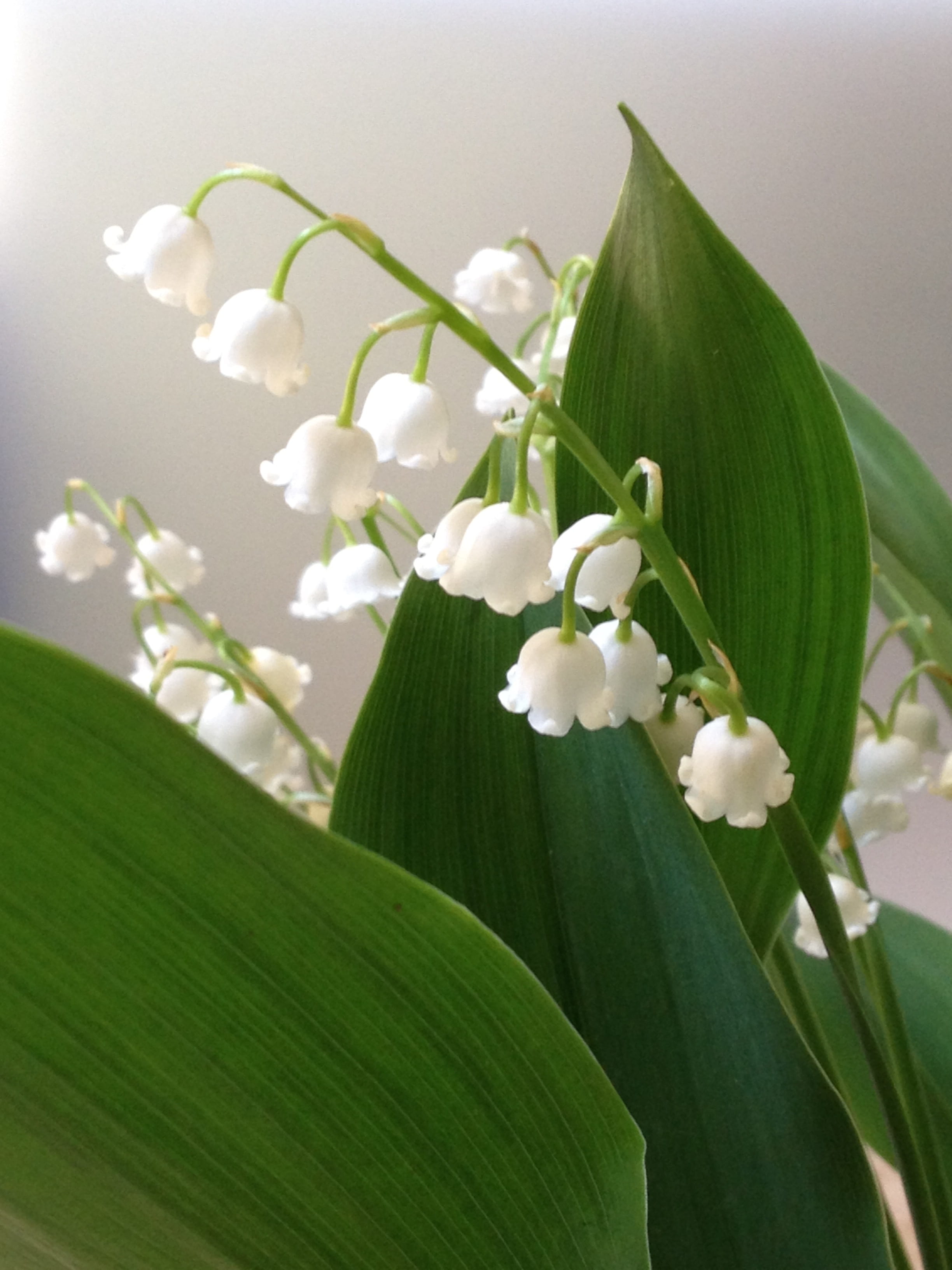 green, bell, growth, blossom, focus, freshness, white flower, spring, may 1, petaled, photography, flower arrangement, white color, no people, outdoors, Phone HD Wallpaper