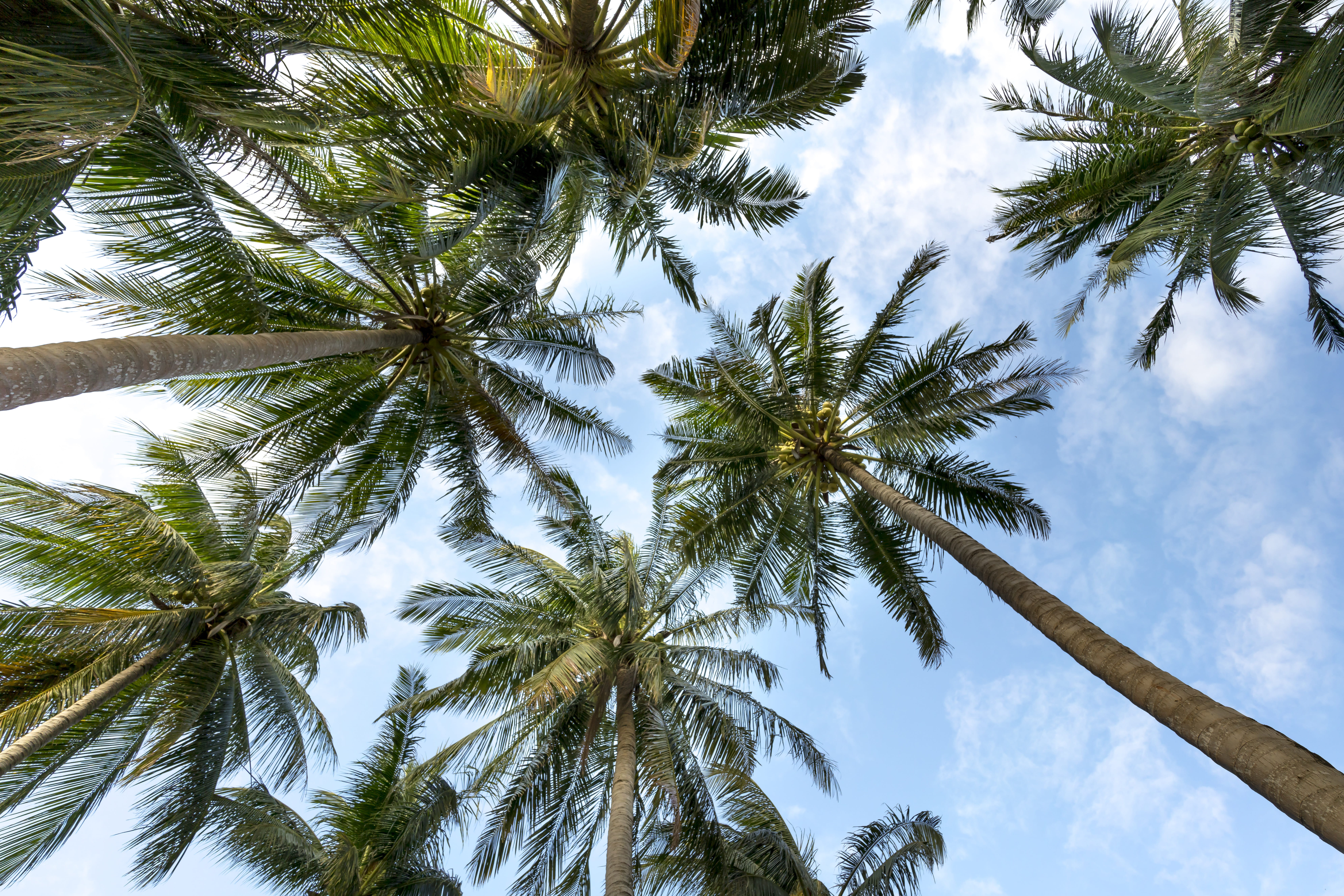 sun, trunk, growth, plant, clouds, nature, tall - high, ball, blue, tree canopy, day, no people, look, relax, tree trunk, tropical, palm leaf, 8K, tropical climate, HD Wallpaper