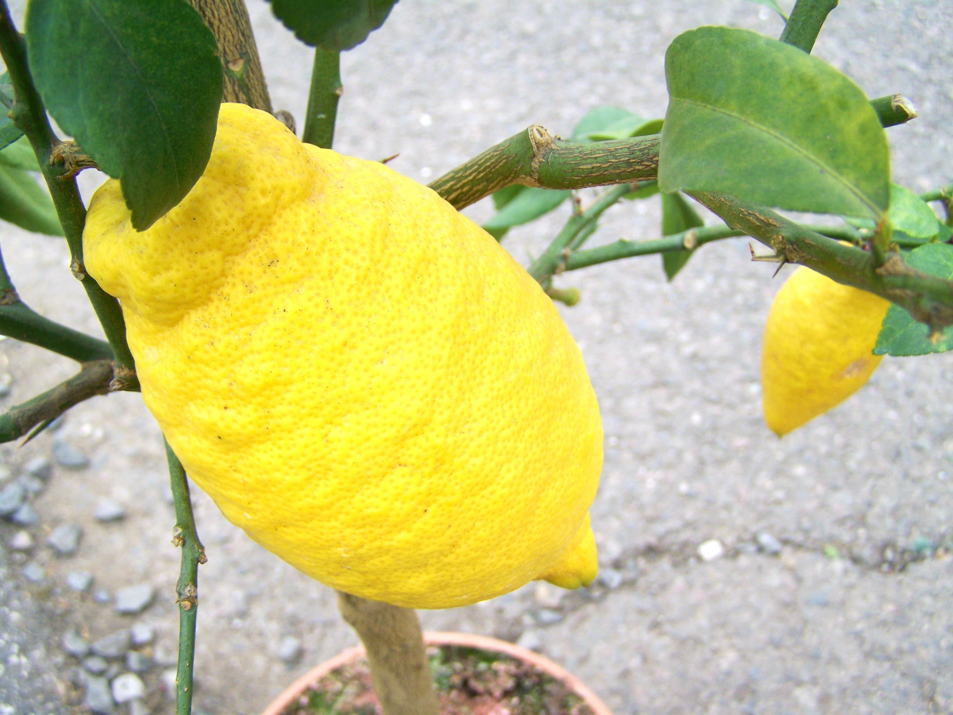 close-up, day, freshness, food, healthy eating, citron, ripe, yellow, 2K, lemon, no people, agriculture, tree, focus on foreground, outdoors, citrus Fruit, HD Wallpaper