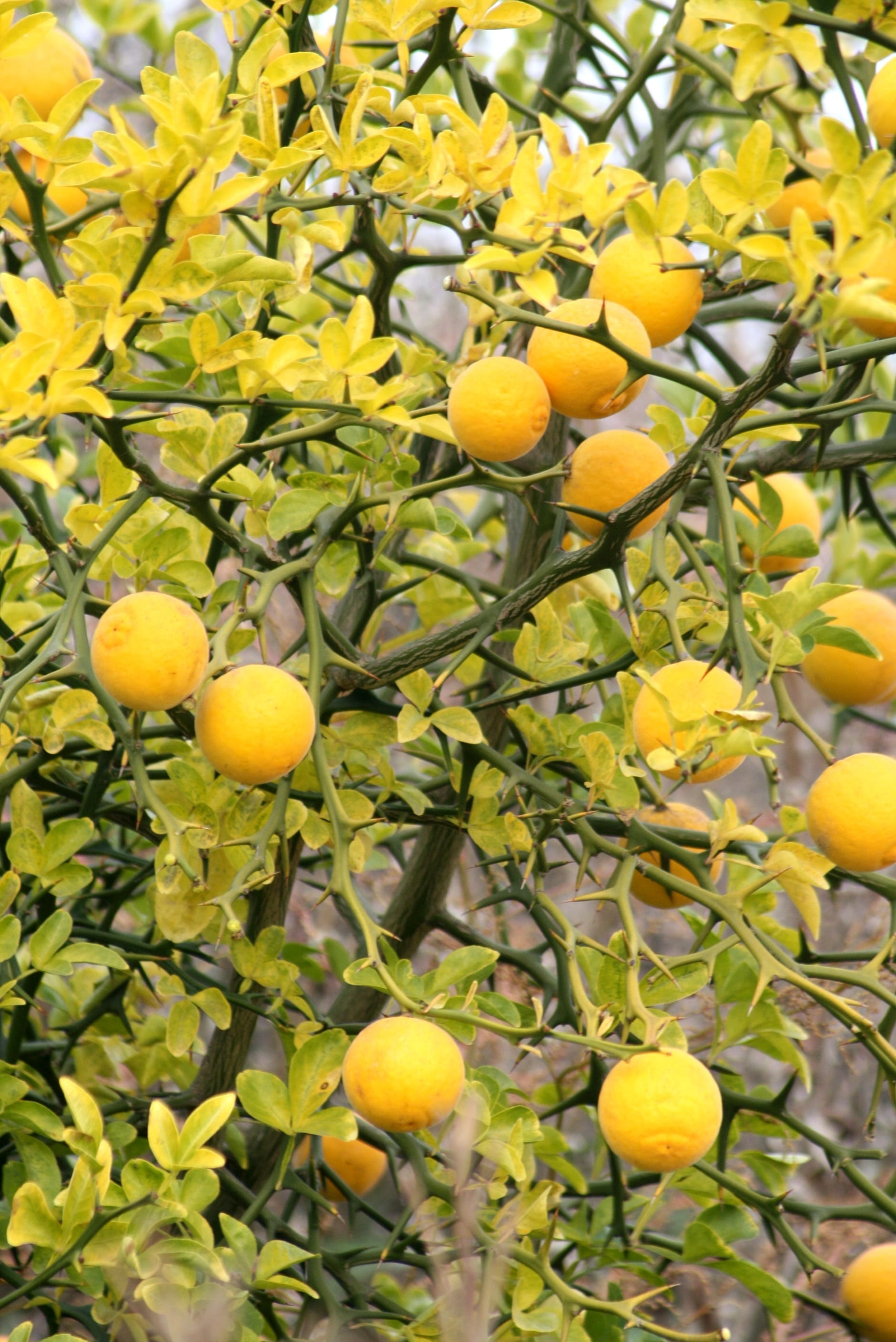 food and drink, plant, tree, lemon, 2K, fruits, citrus fruit, organic, citron, wood, outdoors, nature, day, healthy eating, bio, branch, garden, fruit, Phone HD Wallpaper