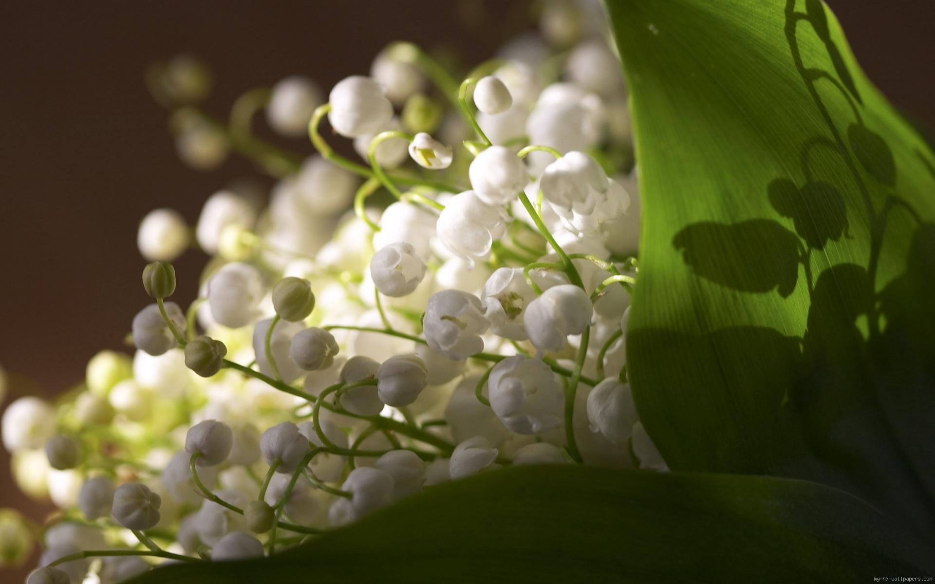 flower, flowers, bouquet, white, valley, 1080P, may, nature, lily, HD Wallpaper
