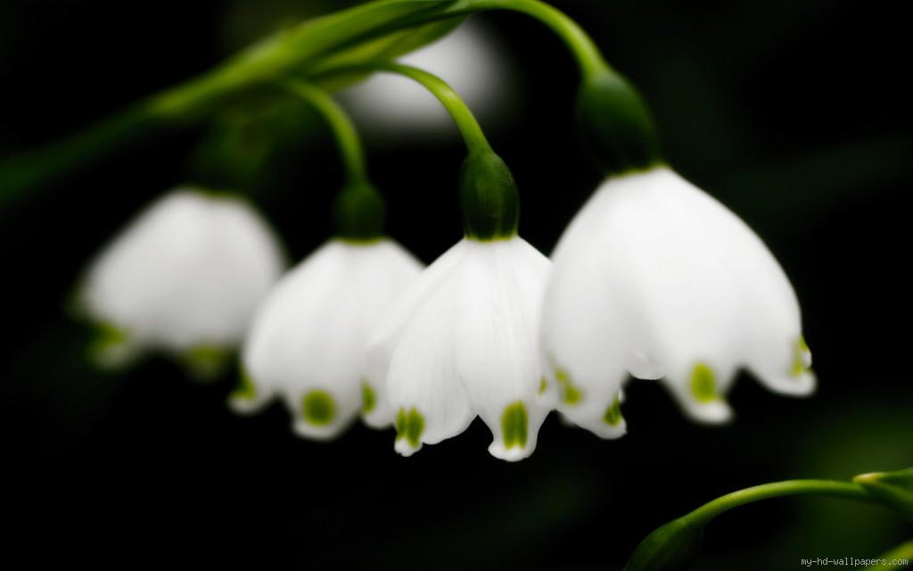 lily, may, valley, zoom, white, nature, flower, 480P, HD Wallpaper