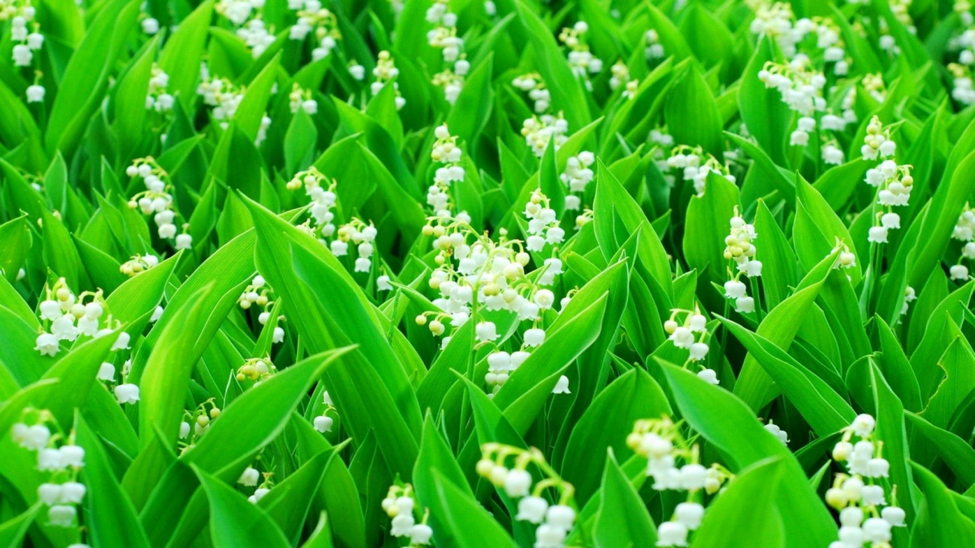 vulnerability, lush Foliage, 1080P, springtime, flowers, freshness, full frame, season, plant, grass, environment, backgrounds, meadow, no People, stem, HD Wallpaper
