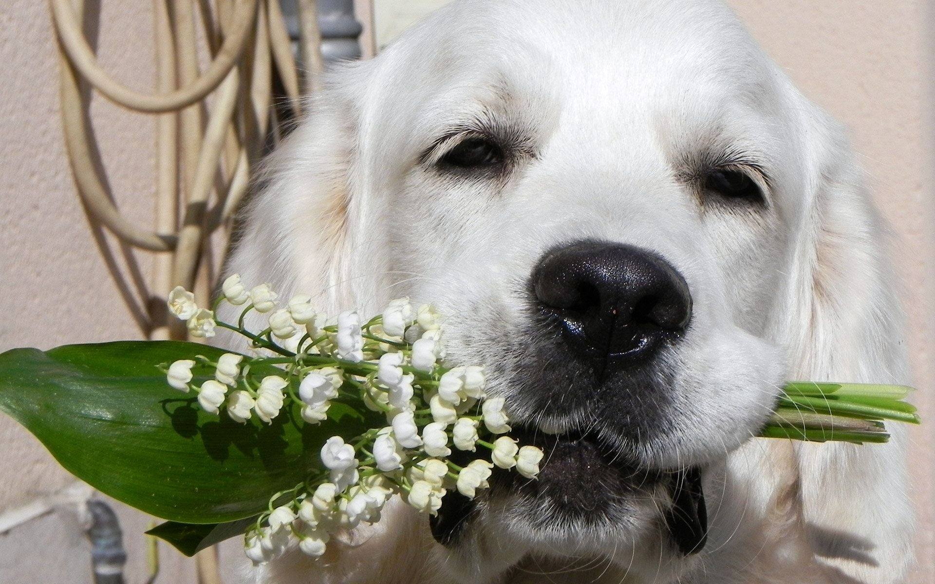 flowering plant, animal head, white color, vertebrate, cute, domestic, golden Retriever, friendship, focus on foreground, portrait, dogs, looking, gold Colored, HD Wallpaper
