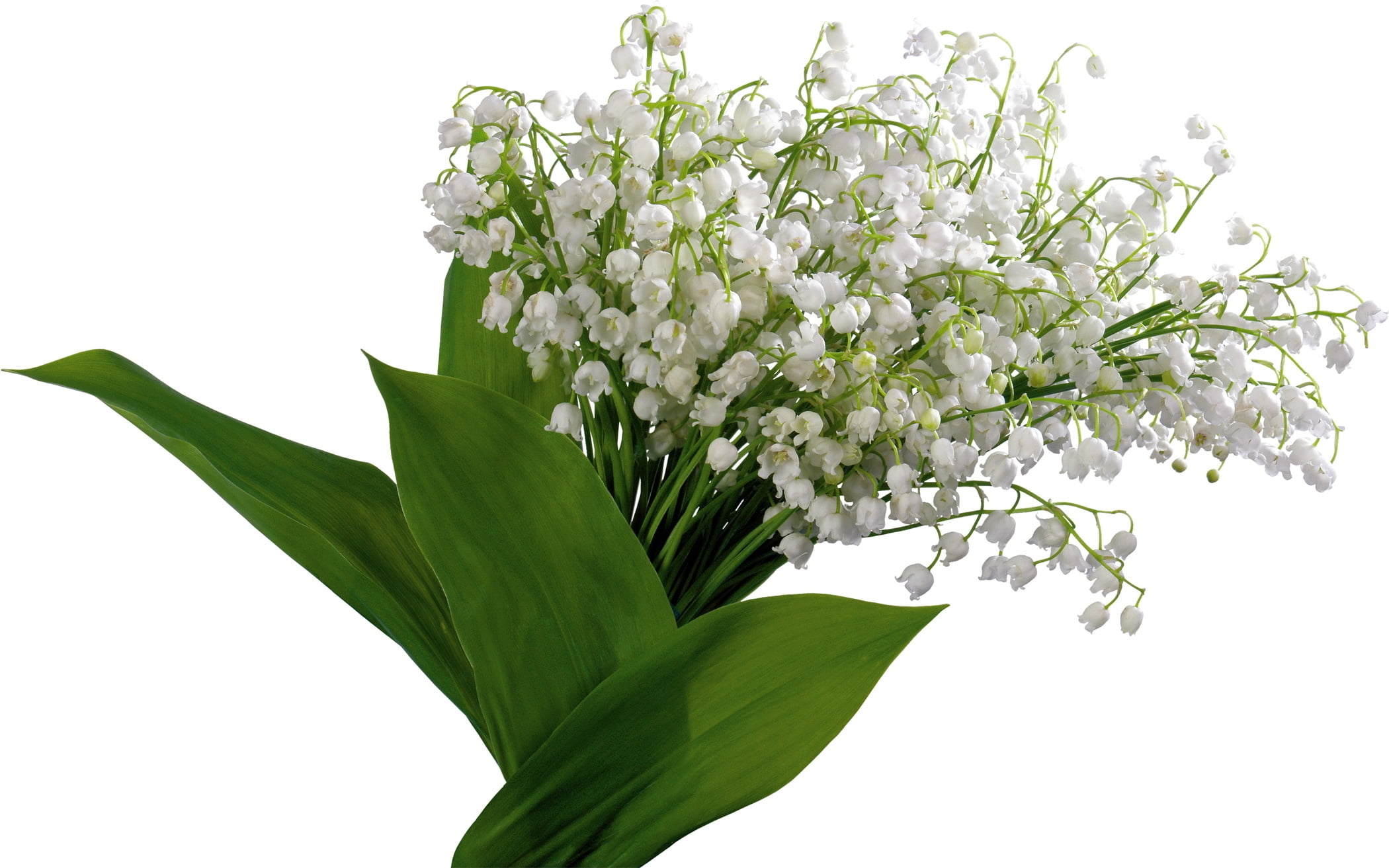fragility, yellow, plant part, backgrounds, lily, flowers, season, freshness, indoors, bouquet, beauty In Nature, no people, bells, studio shot, blossom, HD Wallpaper
