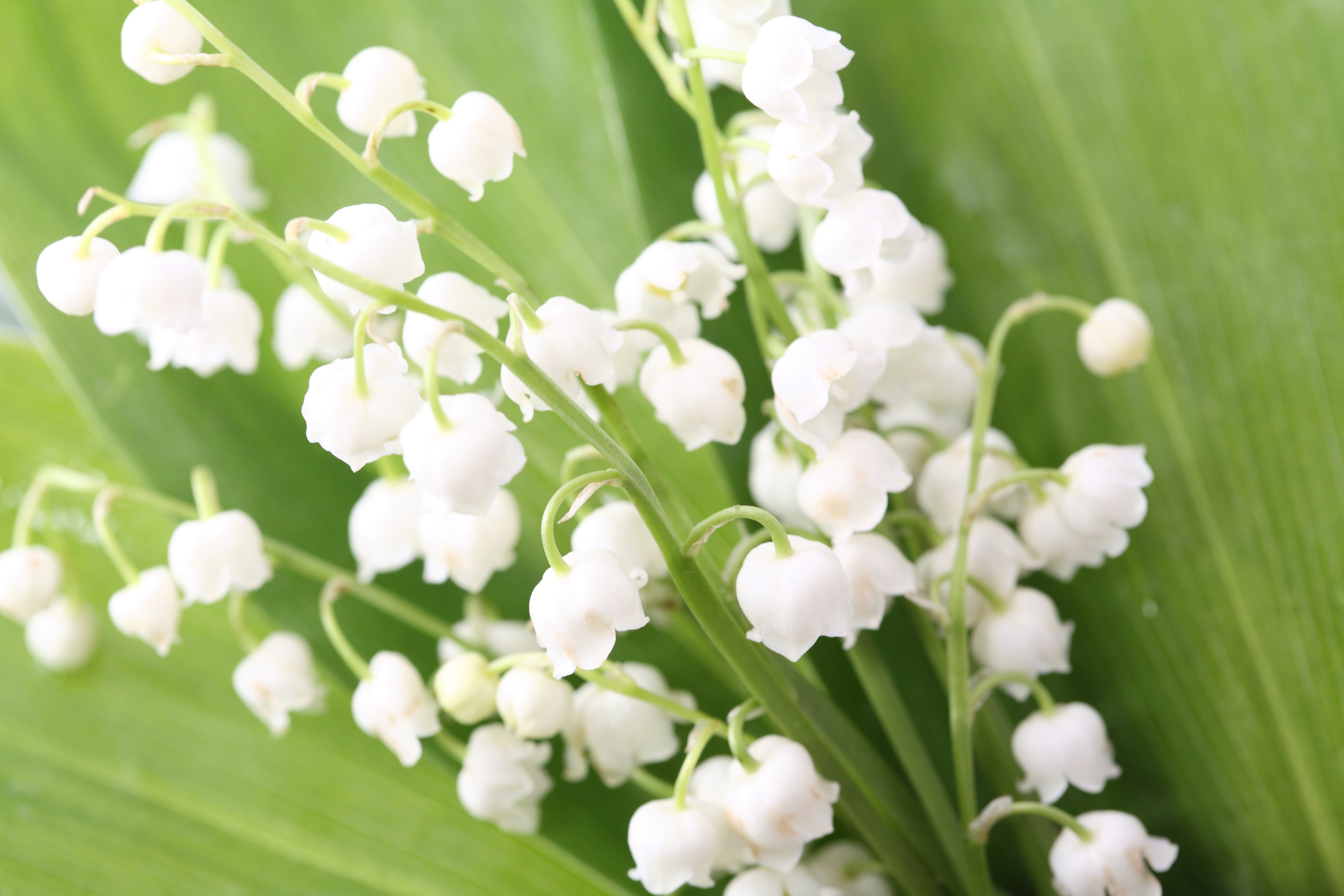 botany, bells, lily-of-the-valley, fragility, 4K, growth, macro, valley, flower Head, season, tree, leaf, flower, springtime, summer, close-up, petal, HD Wallpaper