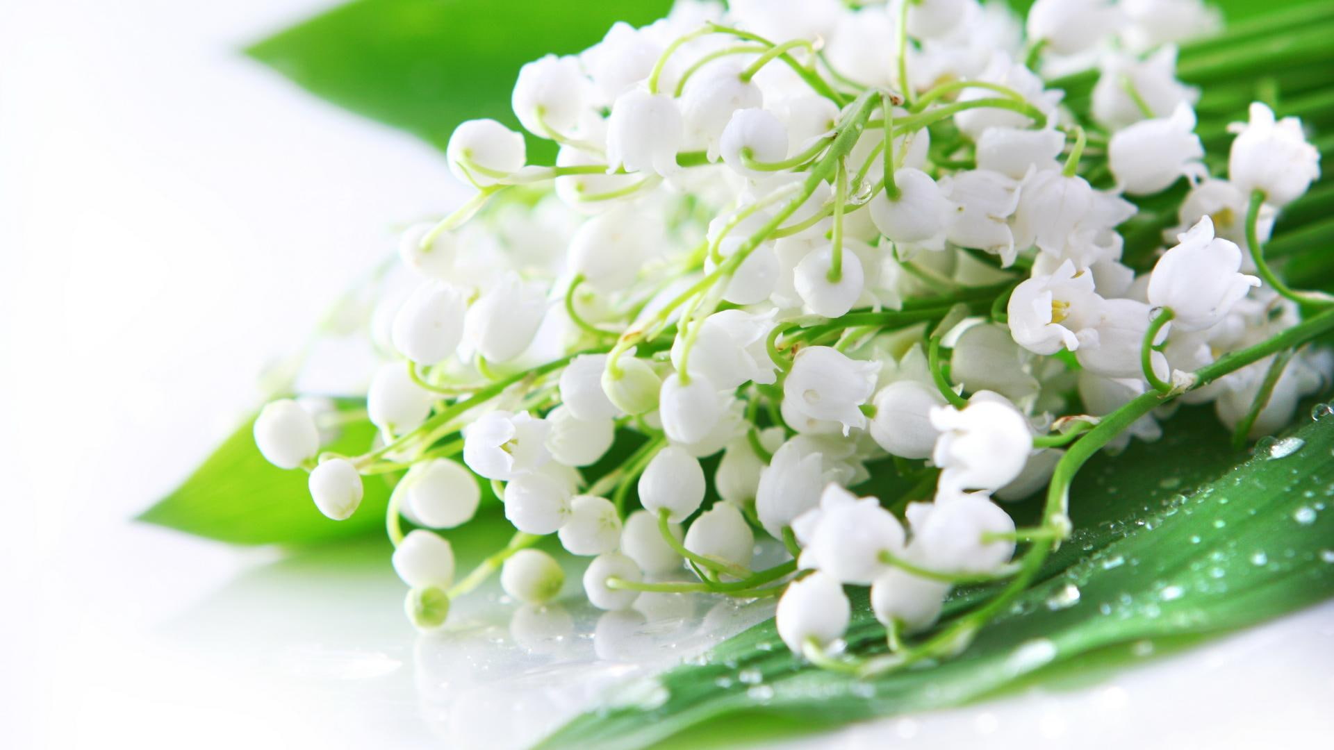 flowers, 1080P, white, everywhere, 3d and abstract, spring, nature, lily of the valley, HD Wallpaper