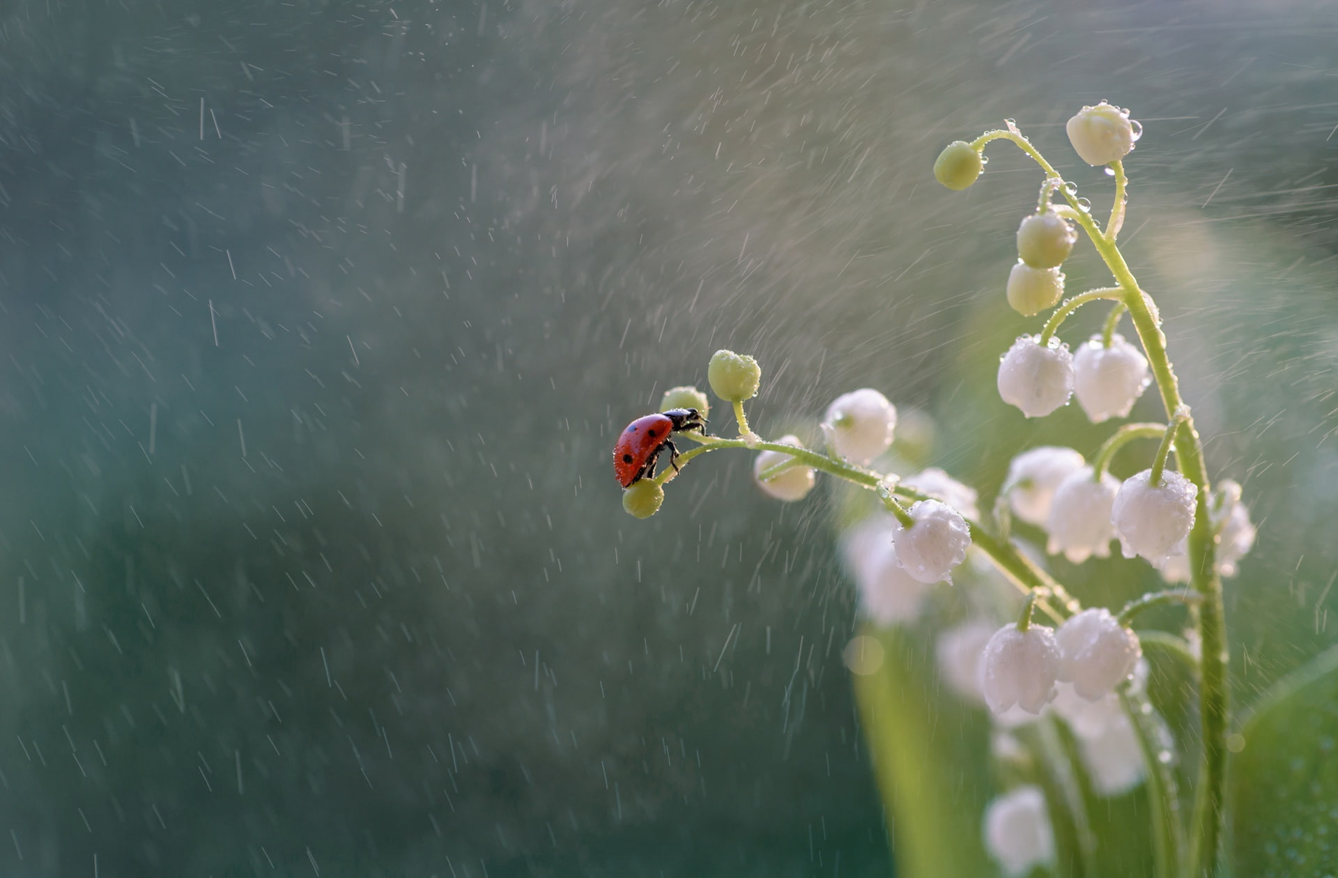 ladybug, insect, lilies of the valley, flowers, macro, rain, 1080P, beetle, HD Wallpaper