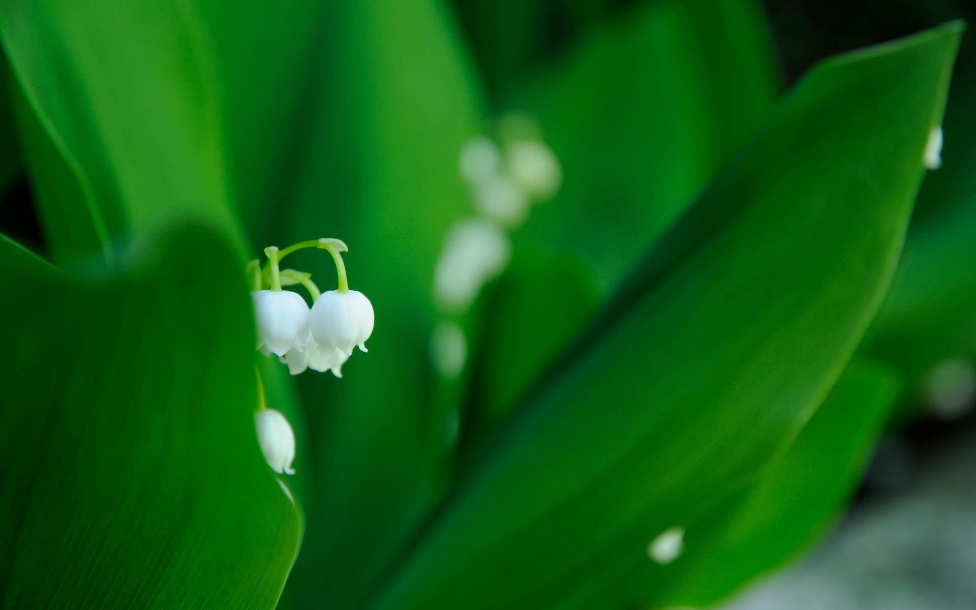 outdoors, no people, white, bright, grass, plant part, green color, 1080P, flowering plant, lilies, selective focus, flowers, leaves, flower head, spring, HD Wallpaper