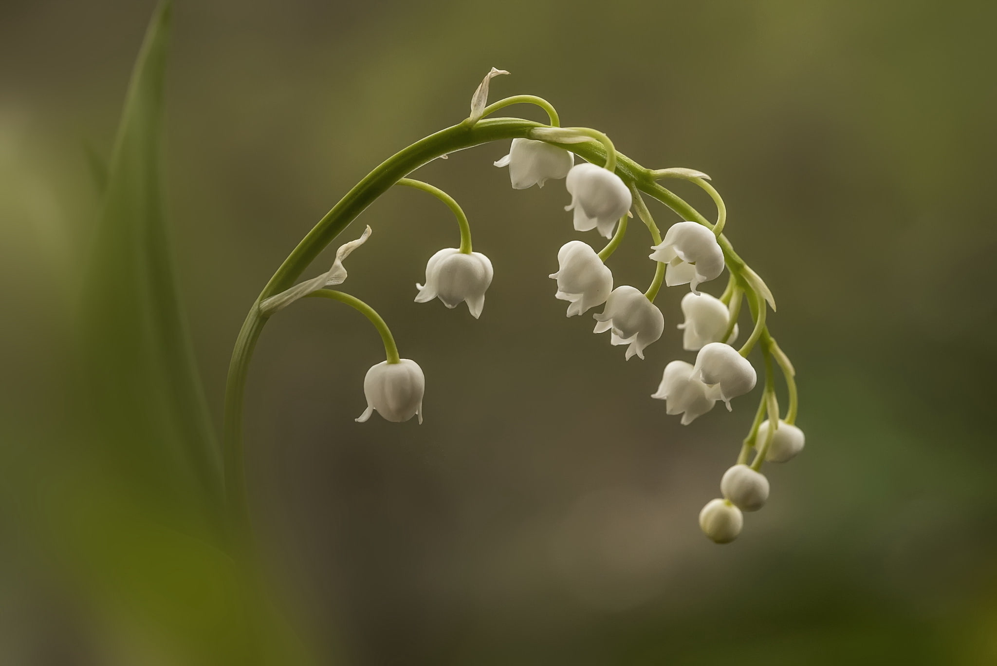 Lily of the valley, macro, flower, 1080P, HD Wallpaper