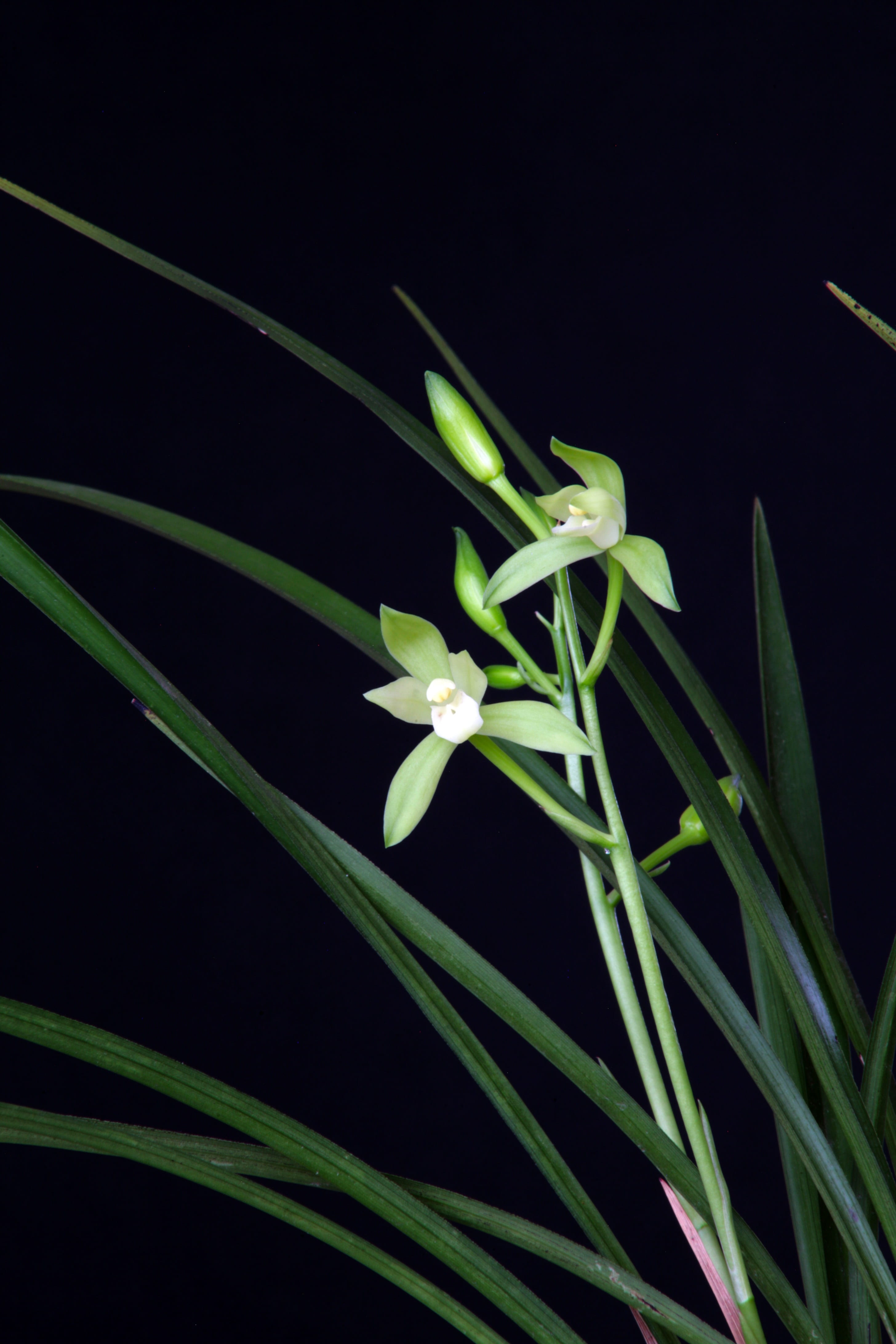 growth, chartreuse, 4K, beauty in nature, flowering plant, nature, light, beginnings, orchid, plant part, flowers, fragility, freshness, leaf, no people, Phone HD Wallpaper