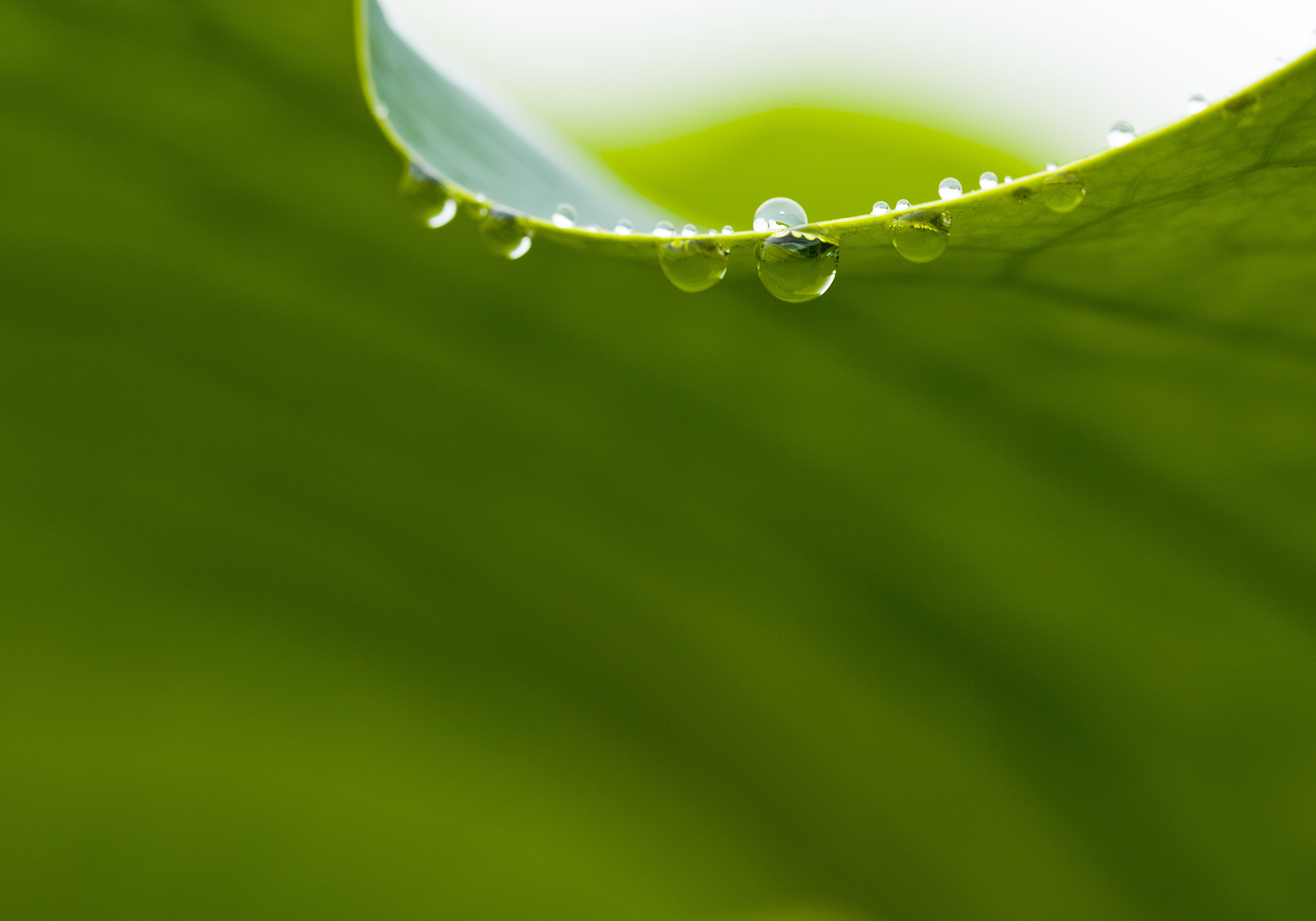 flower, growth, 4K, vulnerability, plant, plant part, green color, purity, raindrop, freshness, outdoors, fragility, no people, lotus leaf, chartreuse, HD Wallpaper