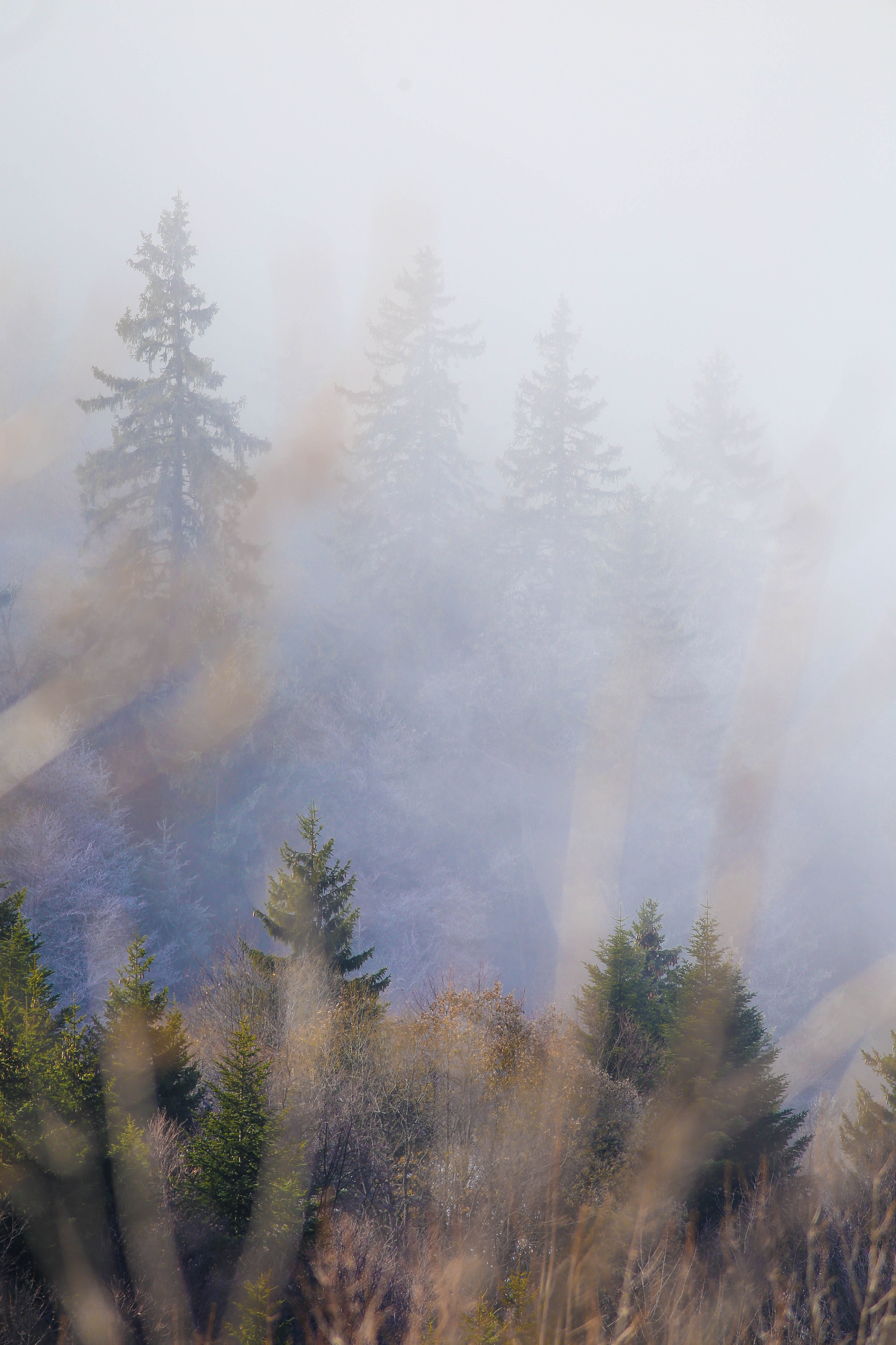 walk, fog, chamechaude, forest, wilderness, beauty in nature, evergreen tree, nature, pine, green, hiking, outdoor, tree, land, no people, winter, plant, Phone HD Wallpaper