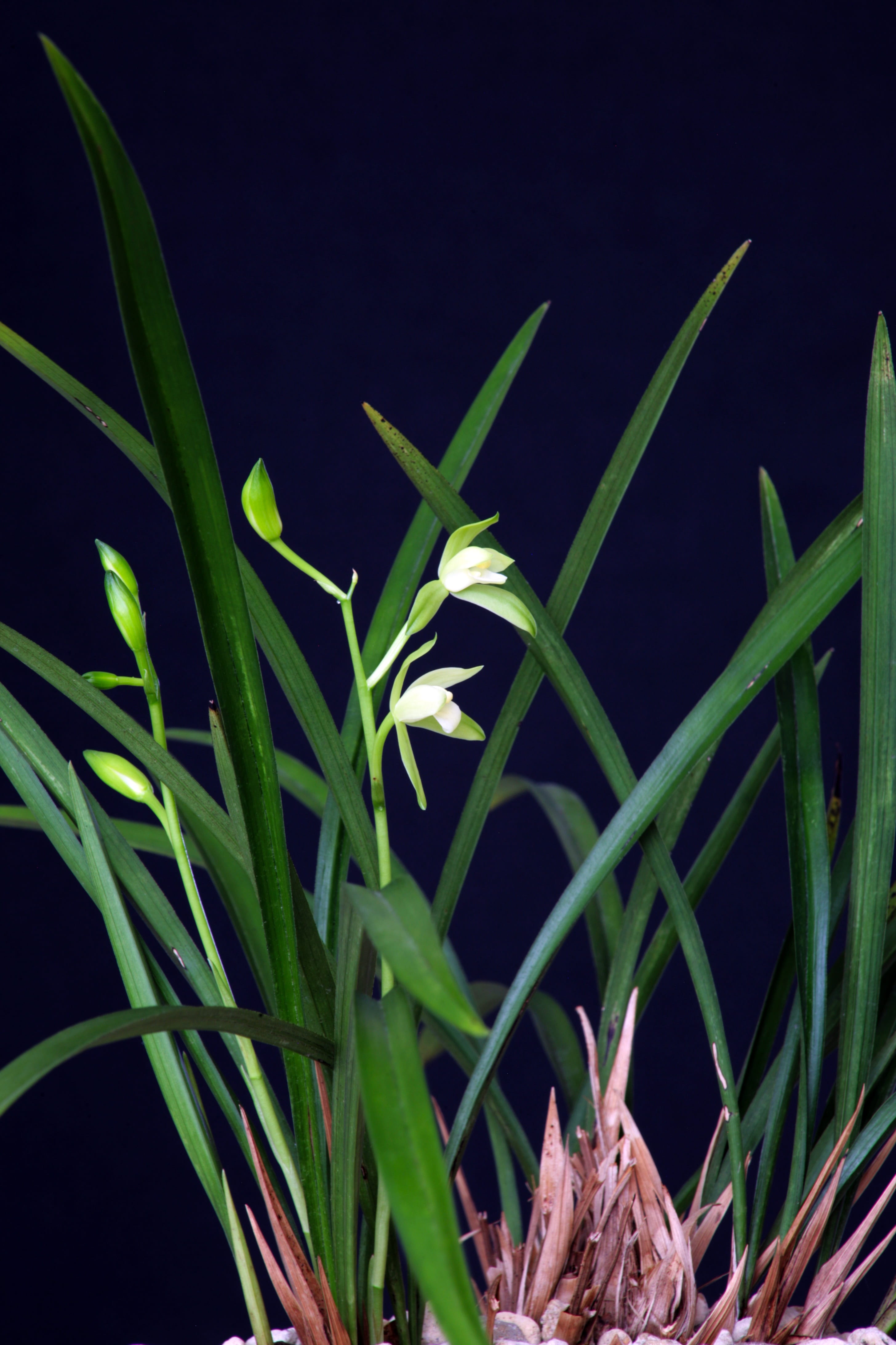 no people, oriental, green color, growth, freshness, flower, black background, green, light, orchid, sunlight, focus on foreground, nature, close-up, outdoors, Phone HD Wallpaper