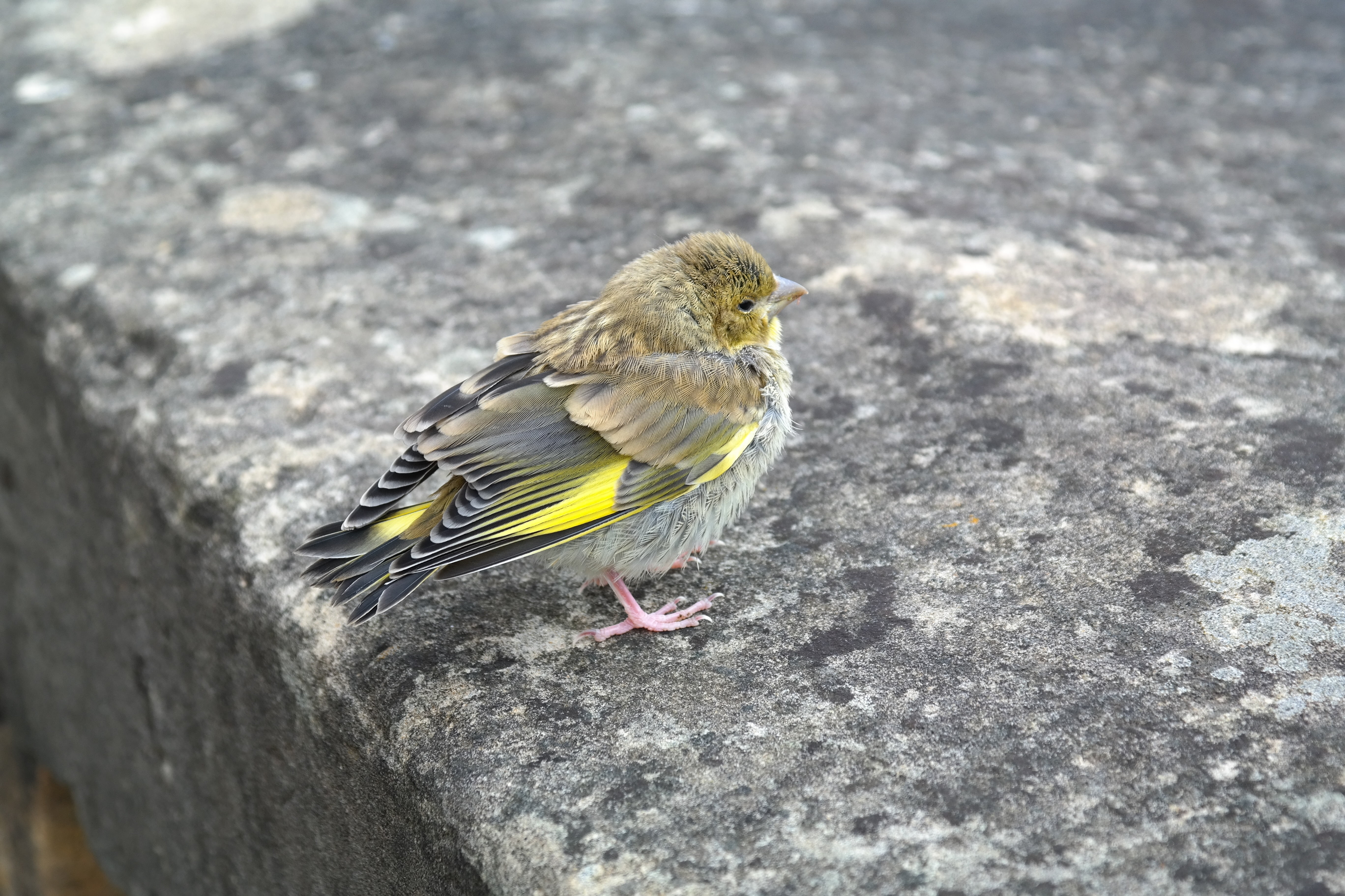 songbird, animal wildlife, wings field, high angle view, yellow, 5K, one animal, feather, chartreuse wings field, perching, yellow green, young bird, cute, HD Wallpaper
