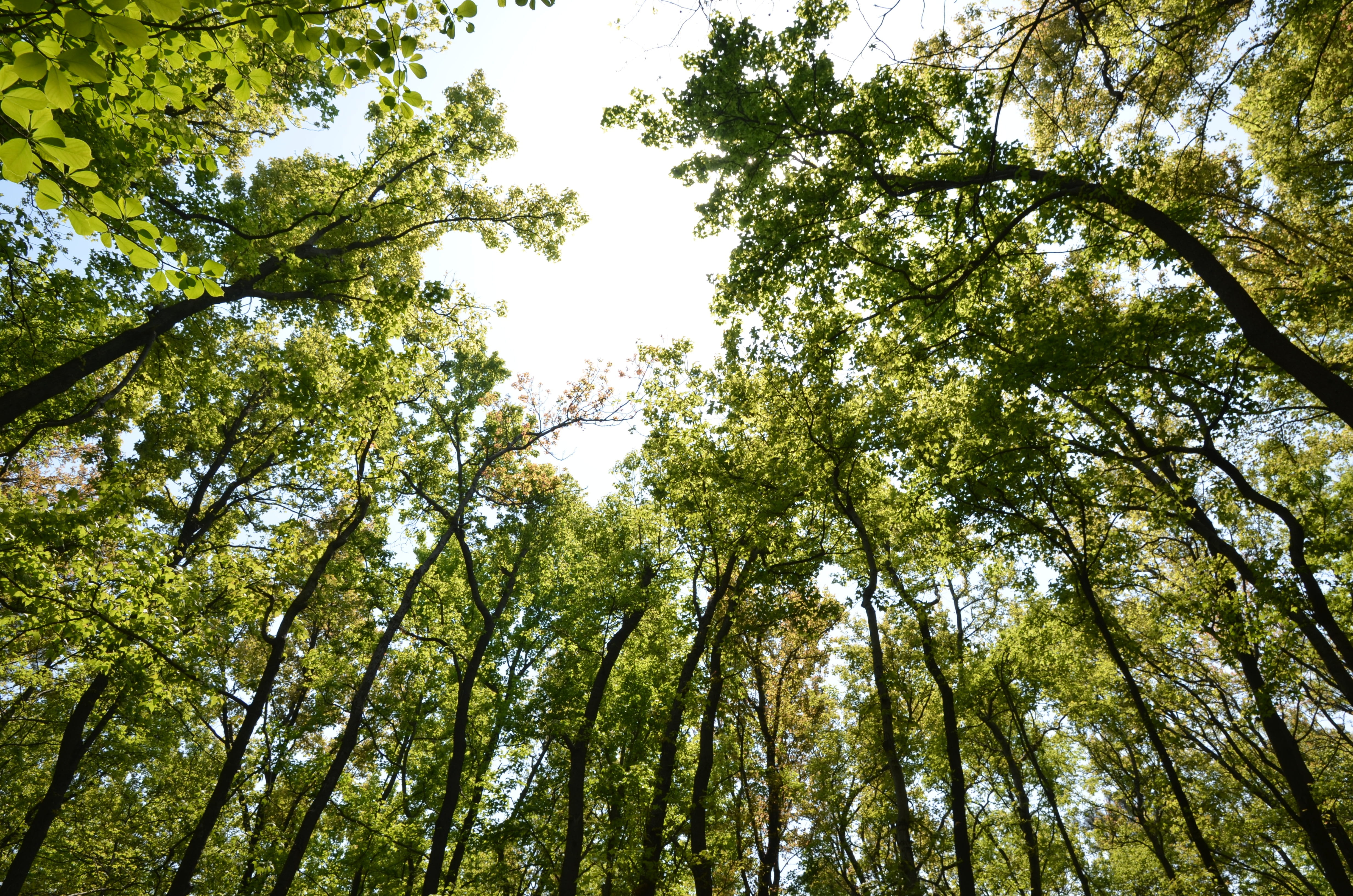 bamboo - plant, gray, Green, low angle view, Oxygen, summer, no People, tree trunk, tranquility, 4K, nature, day, branch, tree, land, tall - high, Spring, HD Wallpaper