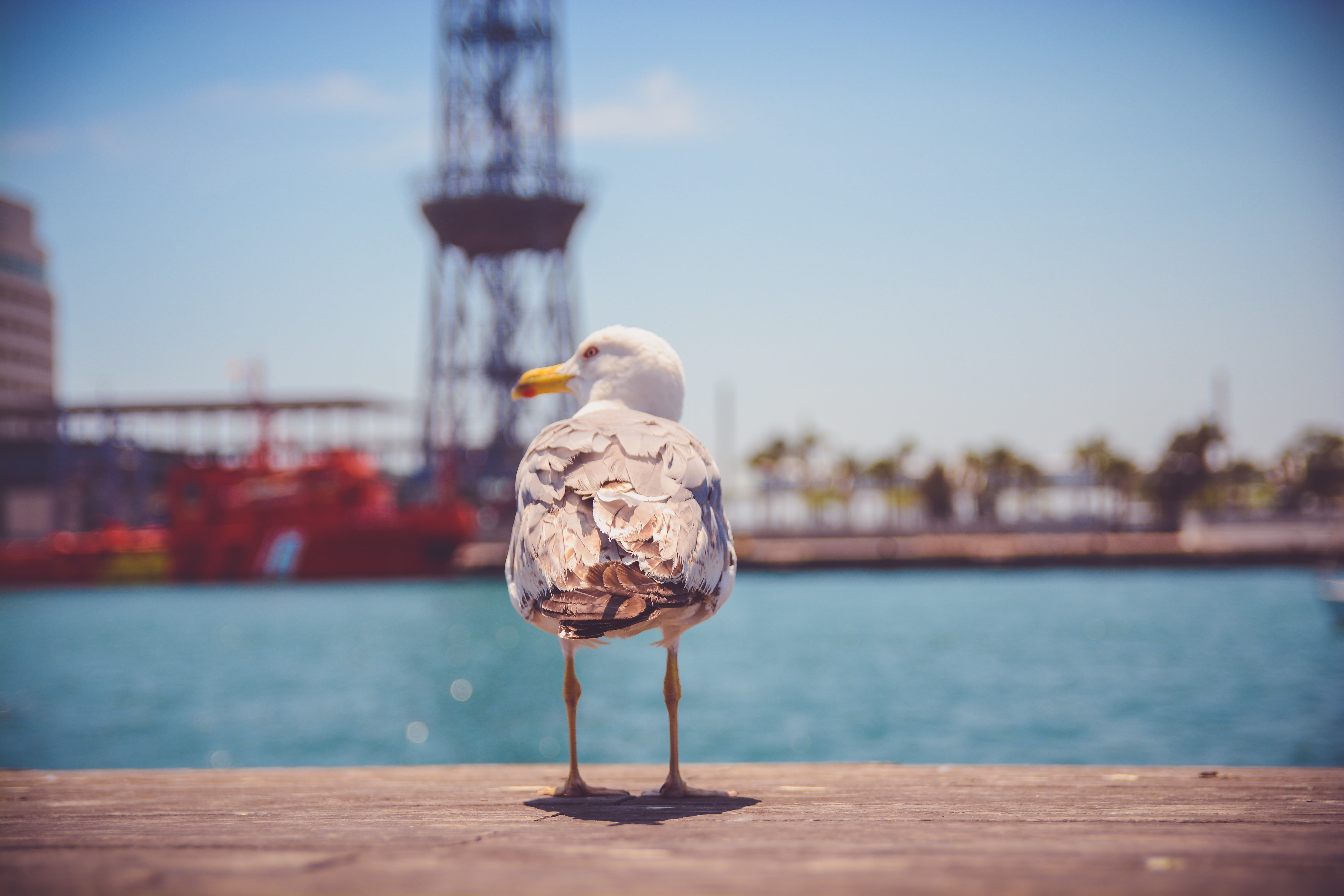 sky, beach, built structure, outdoors, blue, tourism, animal, nautical Vessel, focus on foreground, harbor, cityscape, no people, famous Place, day, commercial Dock, HD Wallpaper