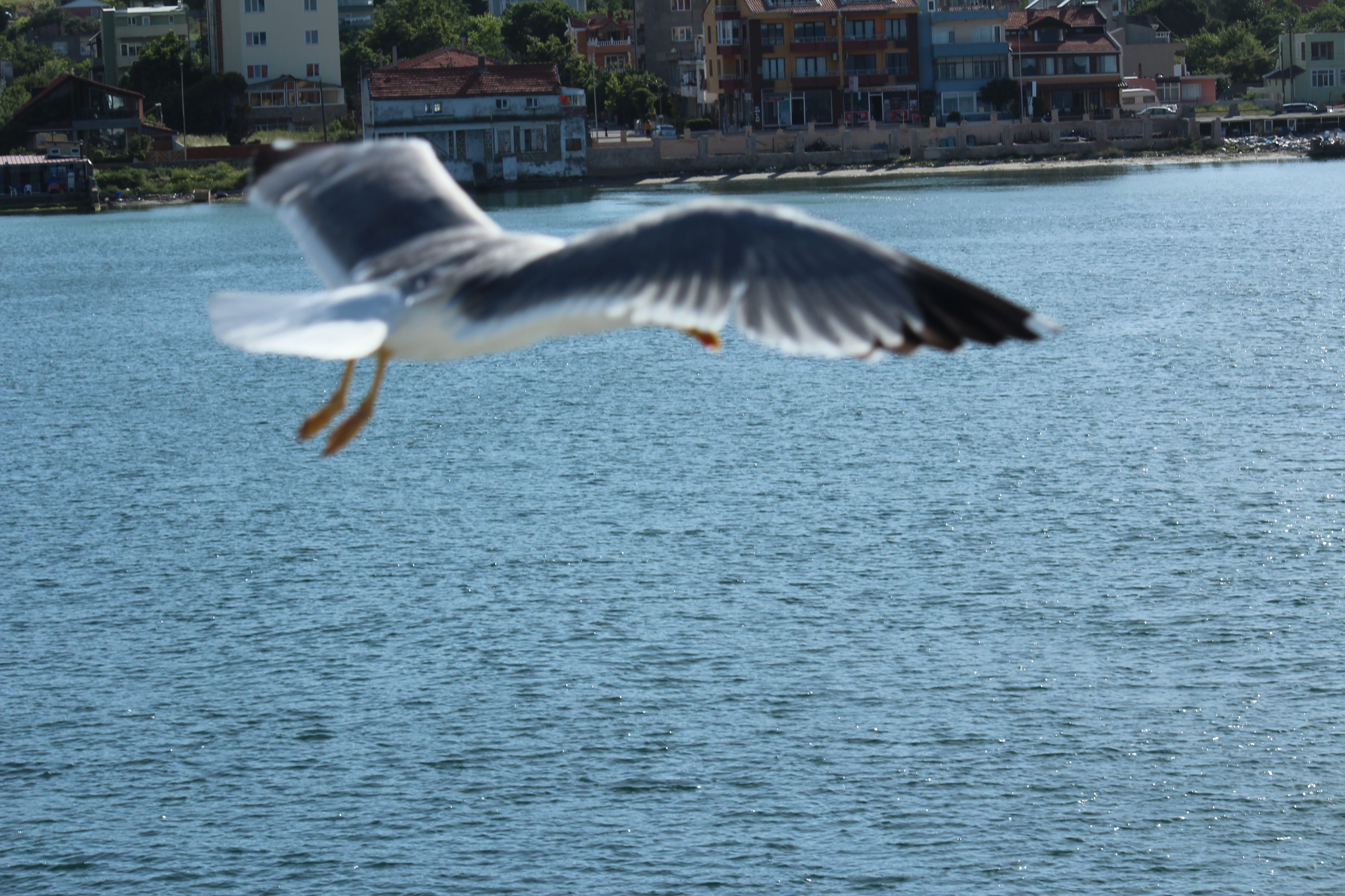 nature, outdoors, seagull, flapping, flying, waterfront, no people, animal wildlife, turkey, day, motion, built structure, 5K, mid-air, sea, spread wings, HD Wallpaper