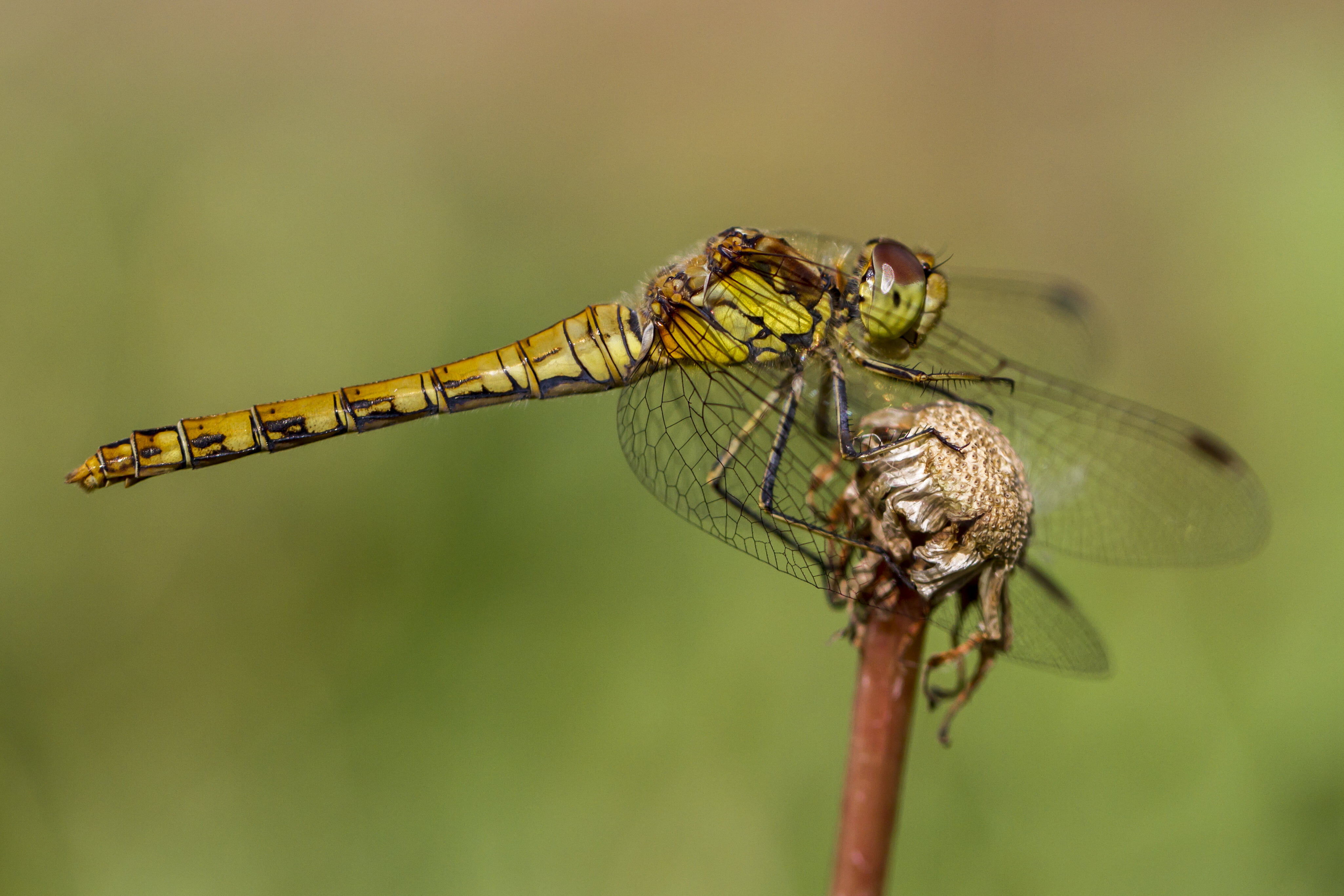 Garden, animal, Manic, focus, nature, 4K, selective, Dragonfly, Insect, sympetrum, UK, darter, Peterborough, green, summer, DOF, f/2, animal Wing, common, HD Wallpaper