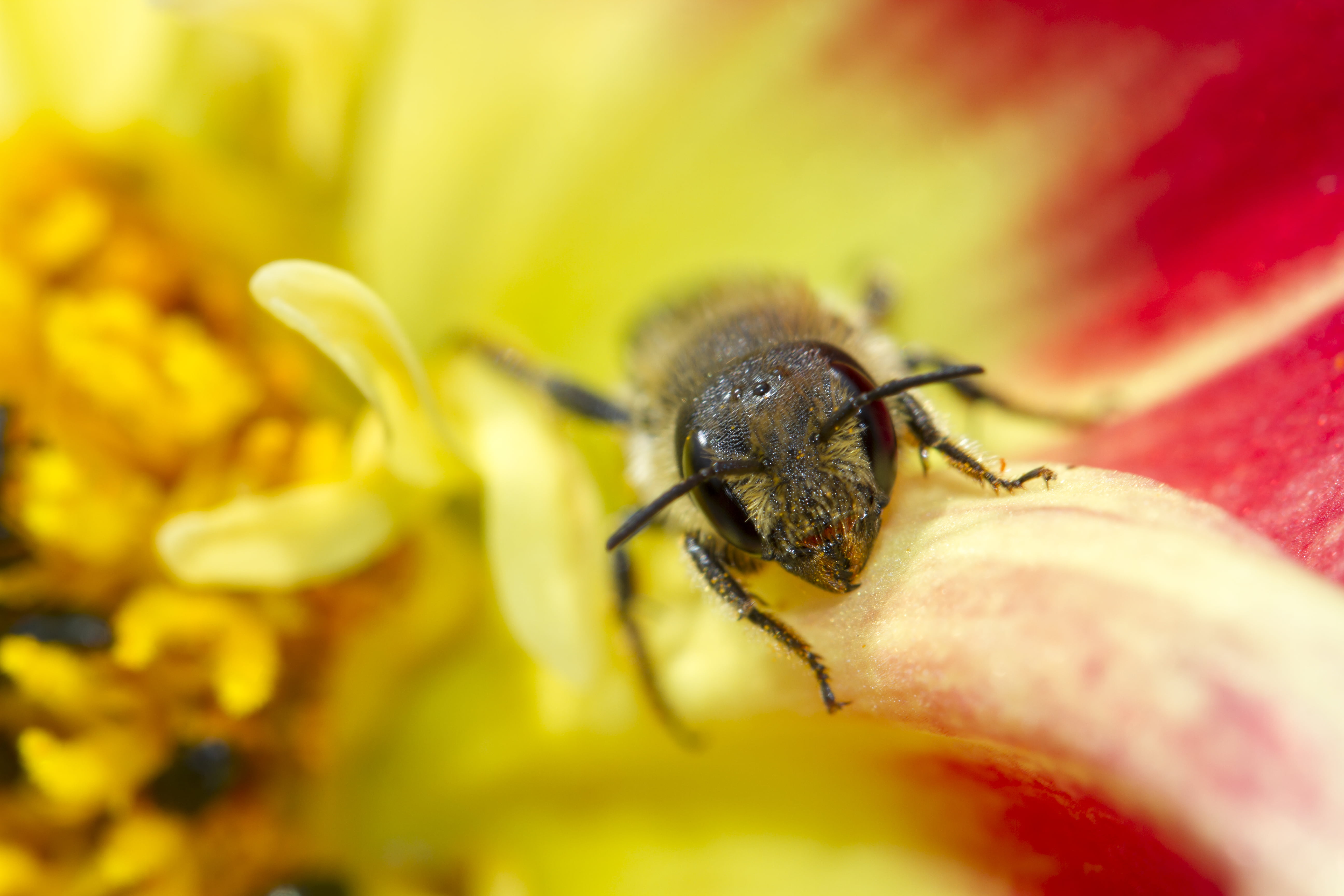 Leaf-cutter Bee, close-up, Peterborough, Dahlia, Yellow, insect, f/2, photography, 5K, Canon 7D, Bokeh, macro photography, nature, DOF, animal, bee, Flower, HD Wallpaper
