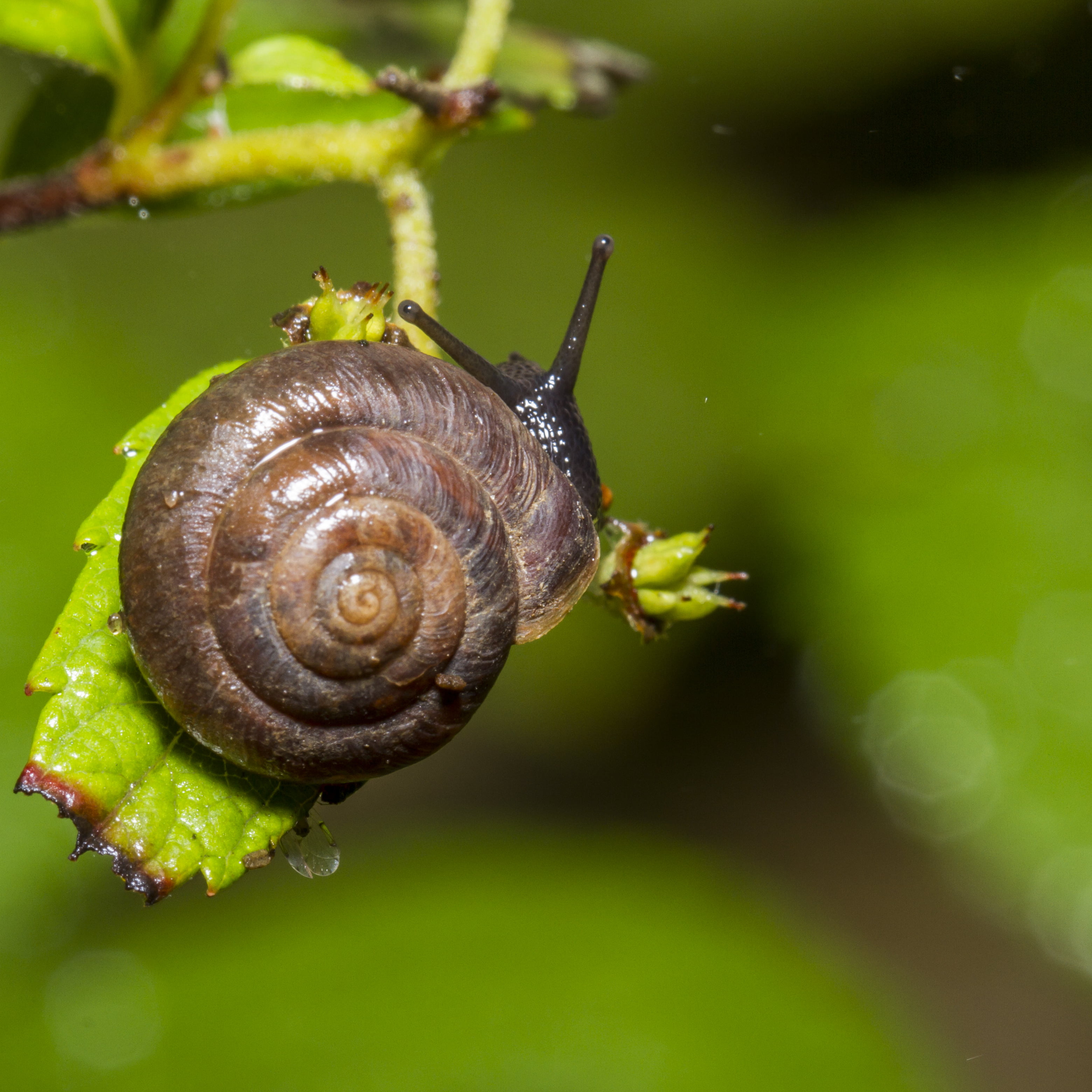 green, nature, closeup, slug, Peterborough, Saturday, spiral, Mollusc, green Color, insect, Running away, Bokeh, slimy, Outdoors, invertebrate, Snail, gastropod, Phone HD Wallpaper
