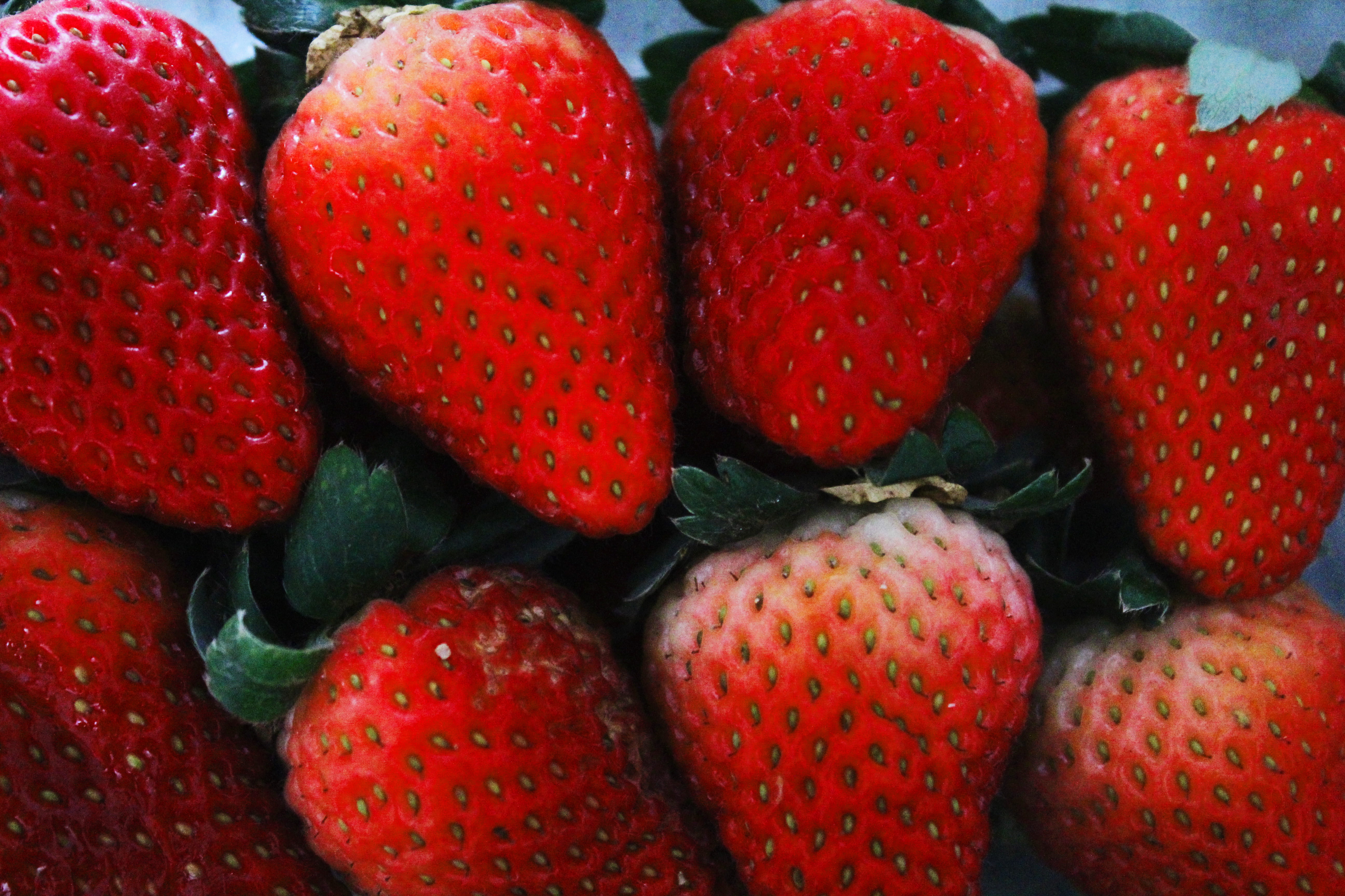 full frame, close-up, fruit, fruits, frutas, summer, wellbeing, morango, sunday, strawberry, verão, 5K, still life, food and drink, healthy eating, no people, HD Wallpaper