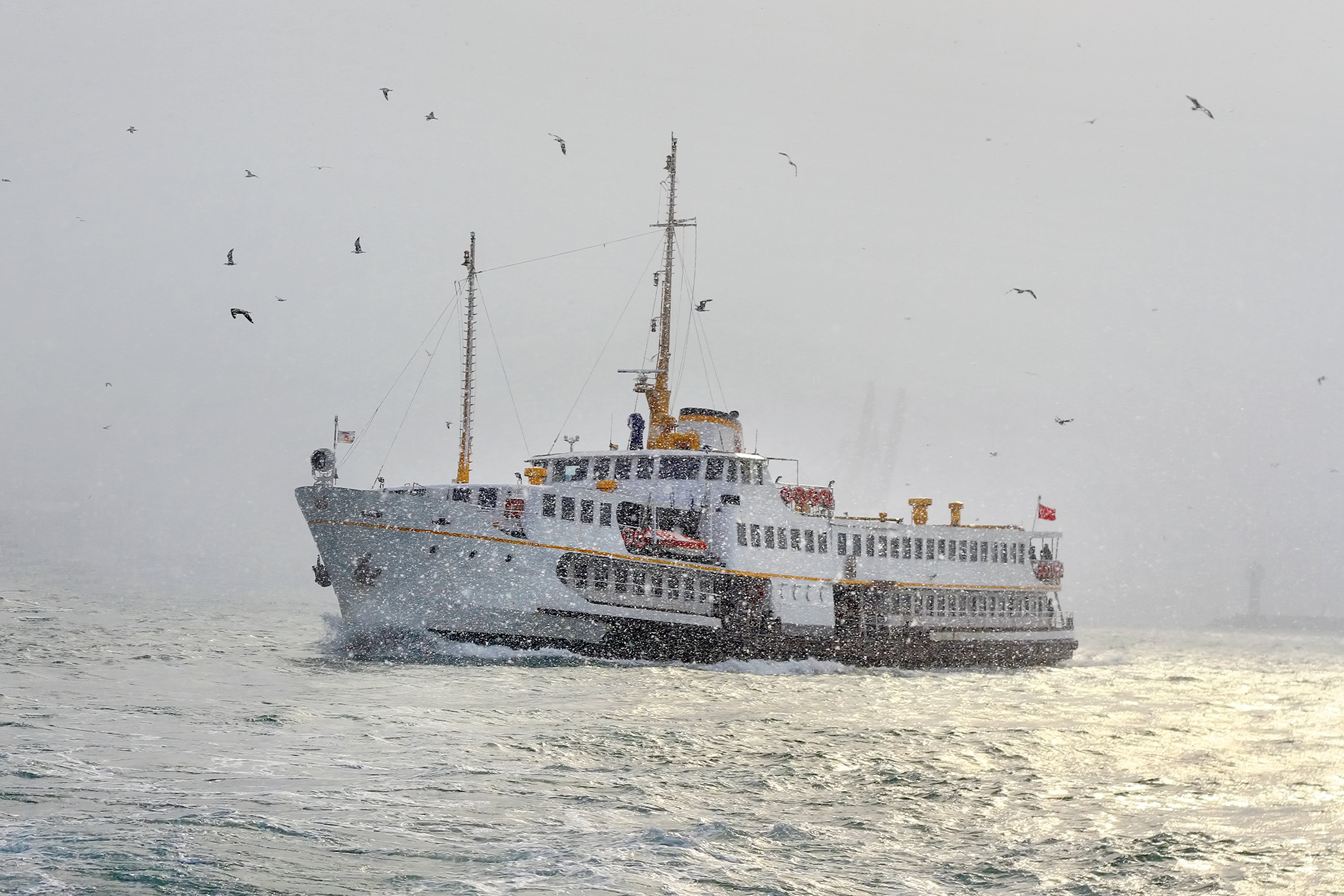 Turkey, nature, vertebrate, Bosporus Sea, fishing industry, ship, winter, passenger craft, water, sea, nautical vessel, day, animal, sailboat, sailing, HD Wallpaper