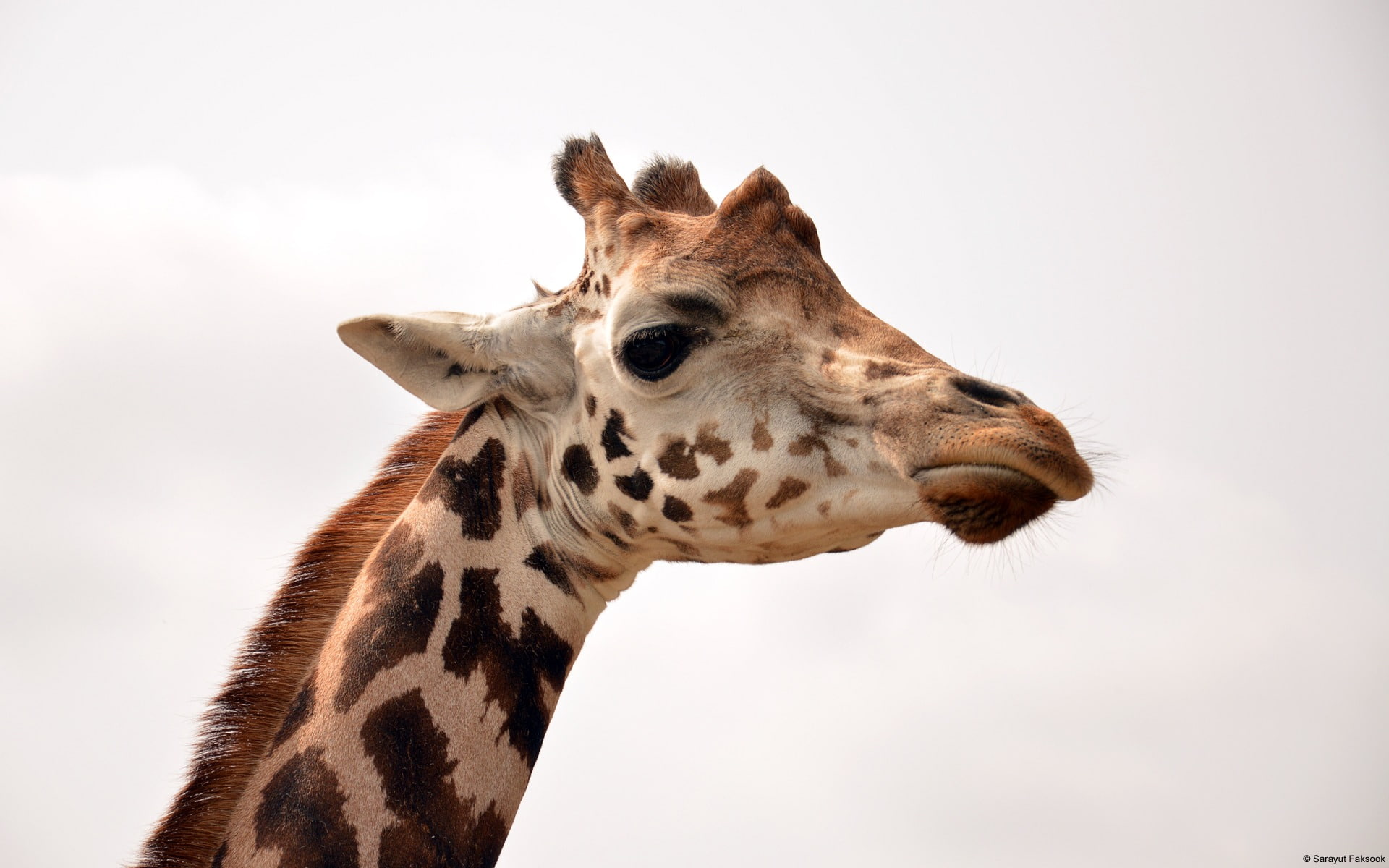 animal, no people, one animal, utfaksook, close-up, wallpa, high, animals in the wild, animal head, sky, 1080P, animal markings, quality, animal neck, HD Wallpaper