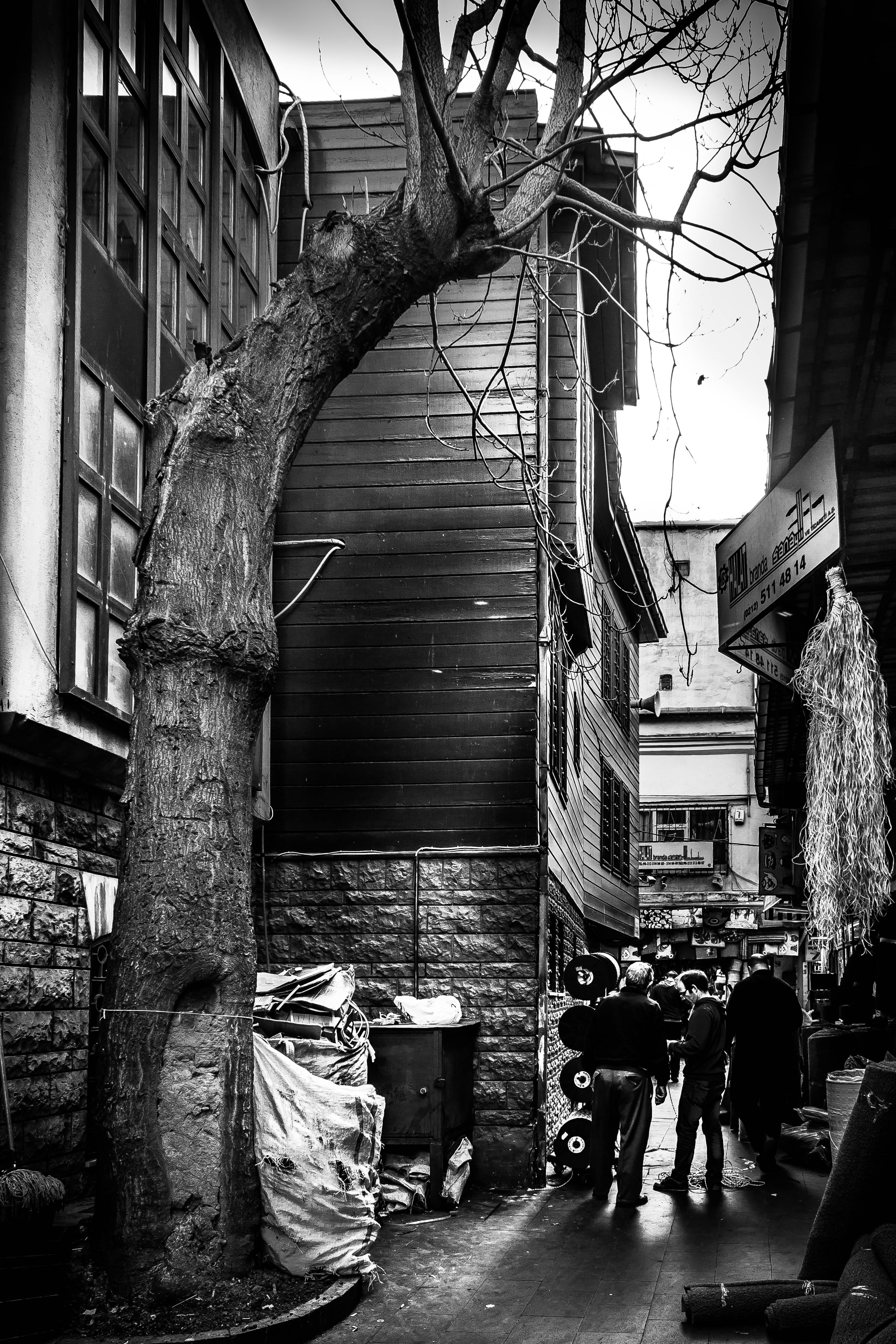 building, black, city, eminönü, lifestyles, architecture, adult, nature, building exterior, group, bare tree, built structure, plant, black and white, cyan and white, Phone HD Wallpaper