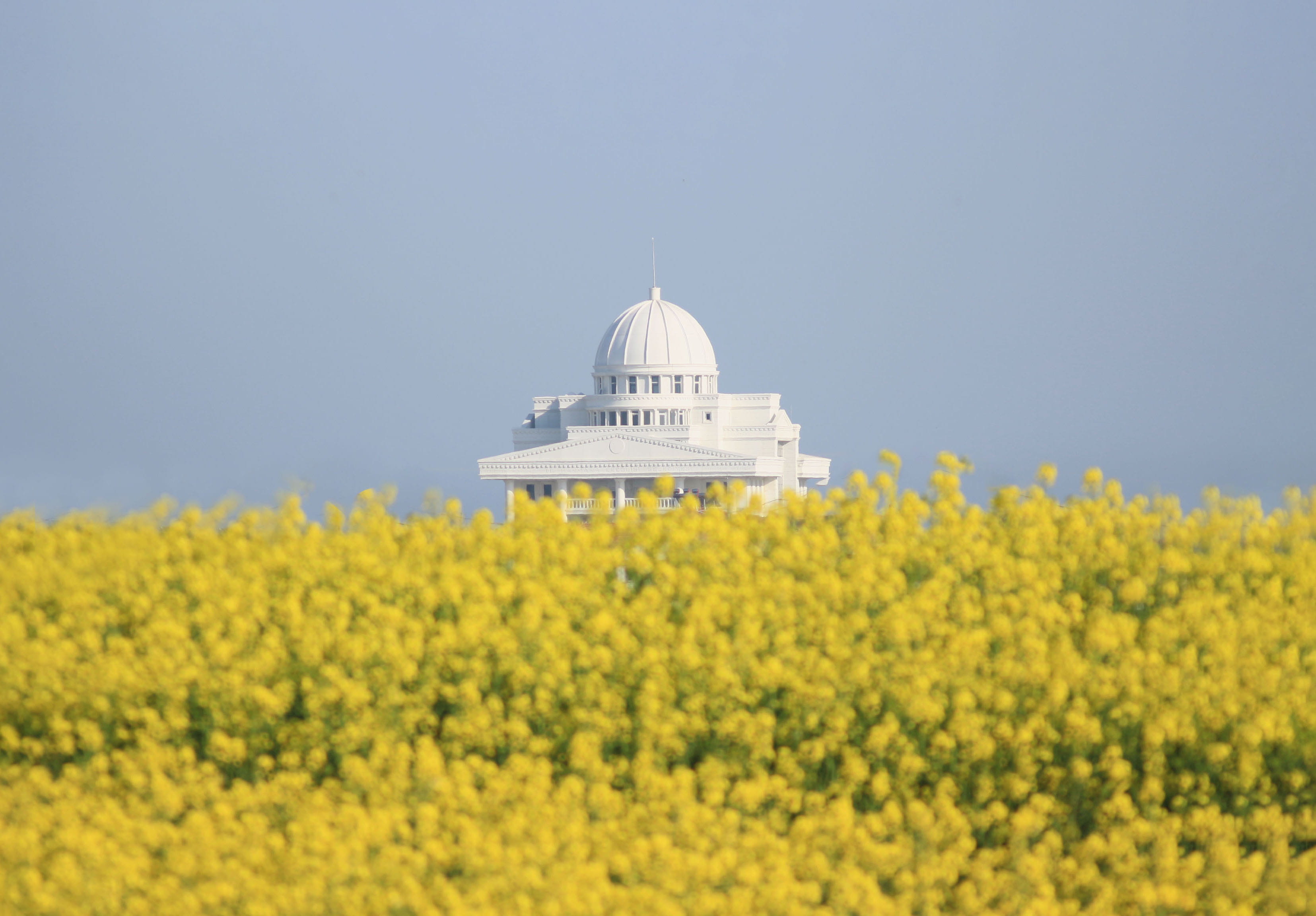 trees, day, plant, no people, dome, yellow, agriculture, spring, sky, canola, nature, land, thrace, architecture, primavera, flower, marmara ereğlisi, tekirdag, HD Wallpaper