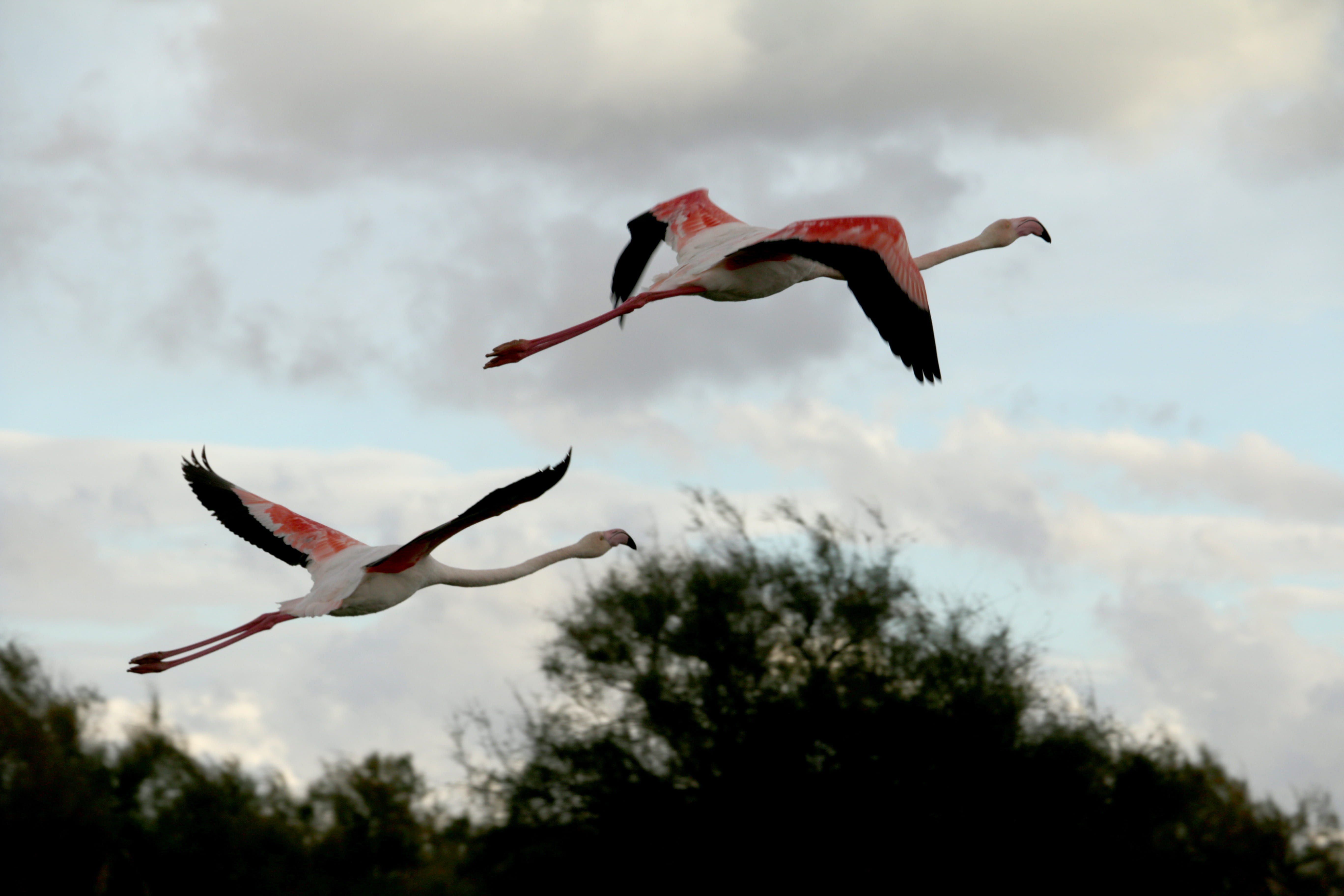 animal wildlife, beauty in nature, outdoors, marsh, flamingos, animals in the wild, birds, mid-air, flying, camargue, plant, ornithology, day, sky, low angle view, HD Wallpaper