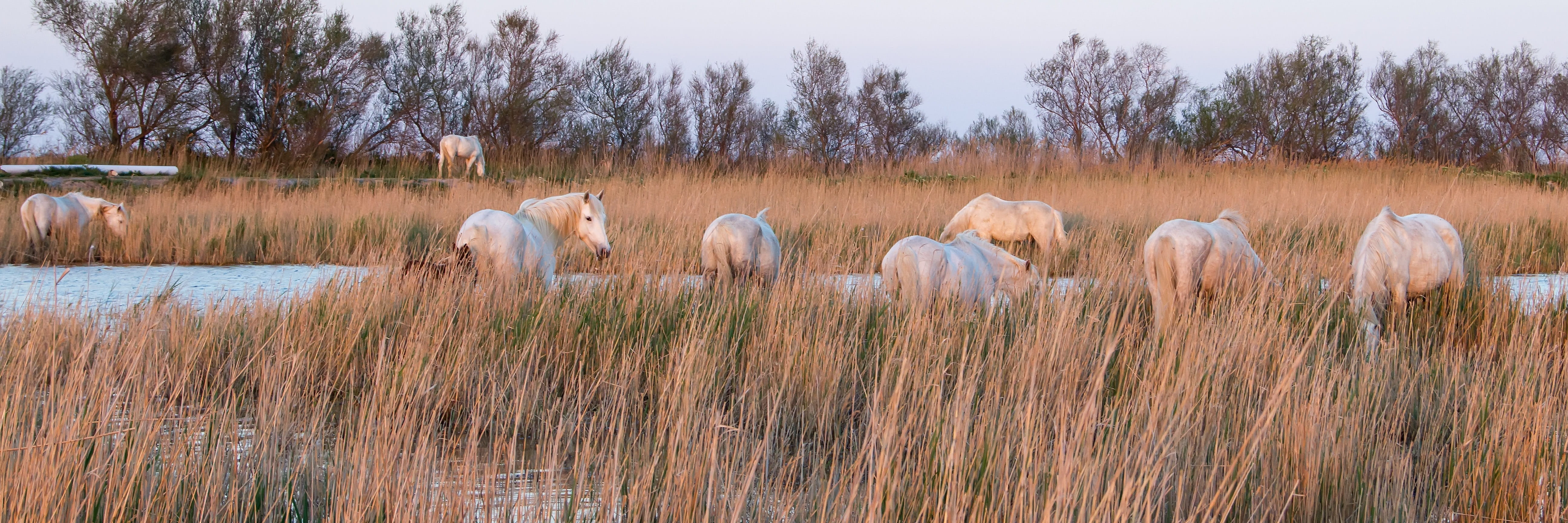 horses, animal, domestic, mammal, vertebrate, livestock, 5K, grass, reed, nature, saintes-maries-de-la-mer, animal wildlife, animal themes, pets, landscape, HD Wallpaper