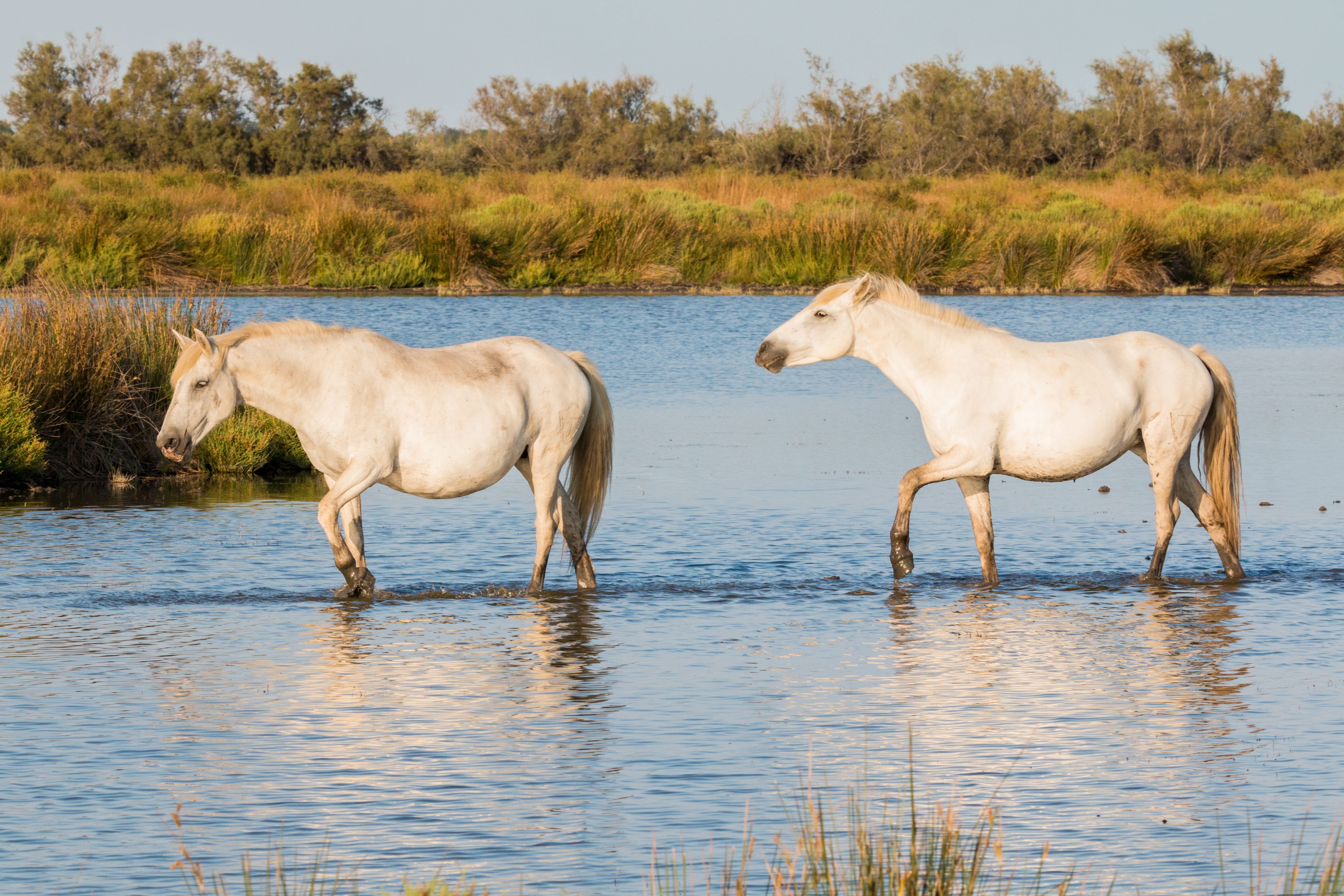 plant, walking, white horses, daytime, lake, domestic, domestic animals, two animals, body, livestock, white, herbivorous, outdoors, two, france, animal themes, HD Wallpaper