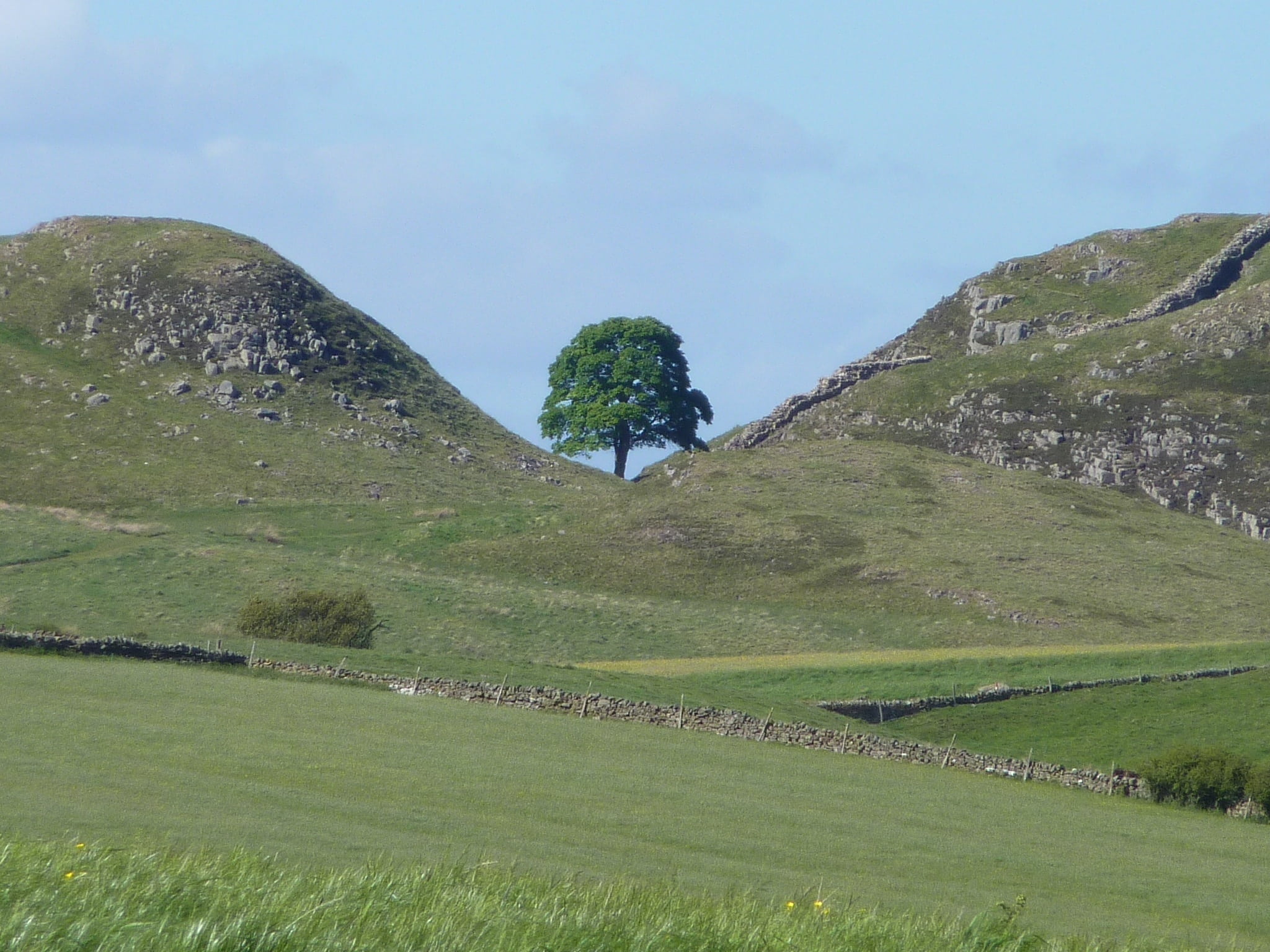 field, sycamore gap, outdoors, northumberland, day, non-urban scene, north east tourism, green color, hadrians wall, environment, scenics - nature, sky, HD Wallpaper