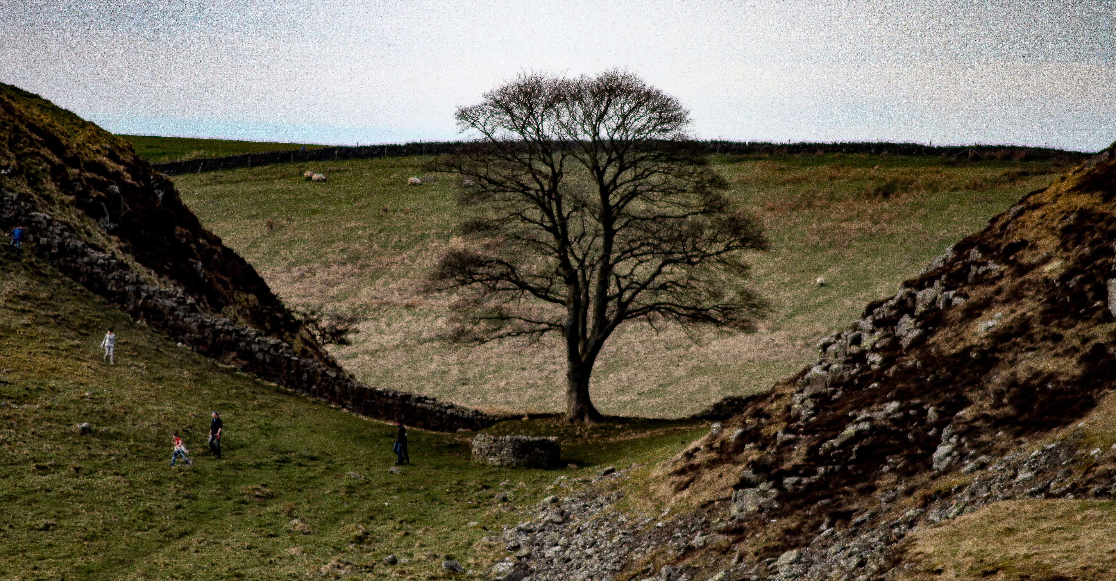 non-urban scene, oak tree, nature, landscape, tranquility, day, men, hadrians wall, tree, land, field, robin hood, sky, 4K, people, sheep, gap, clear sky, HD Wallpaper