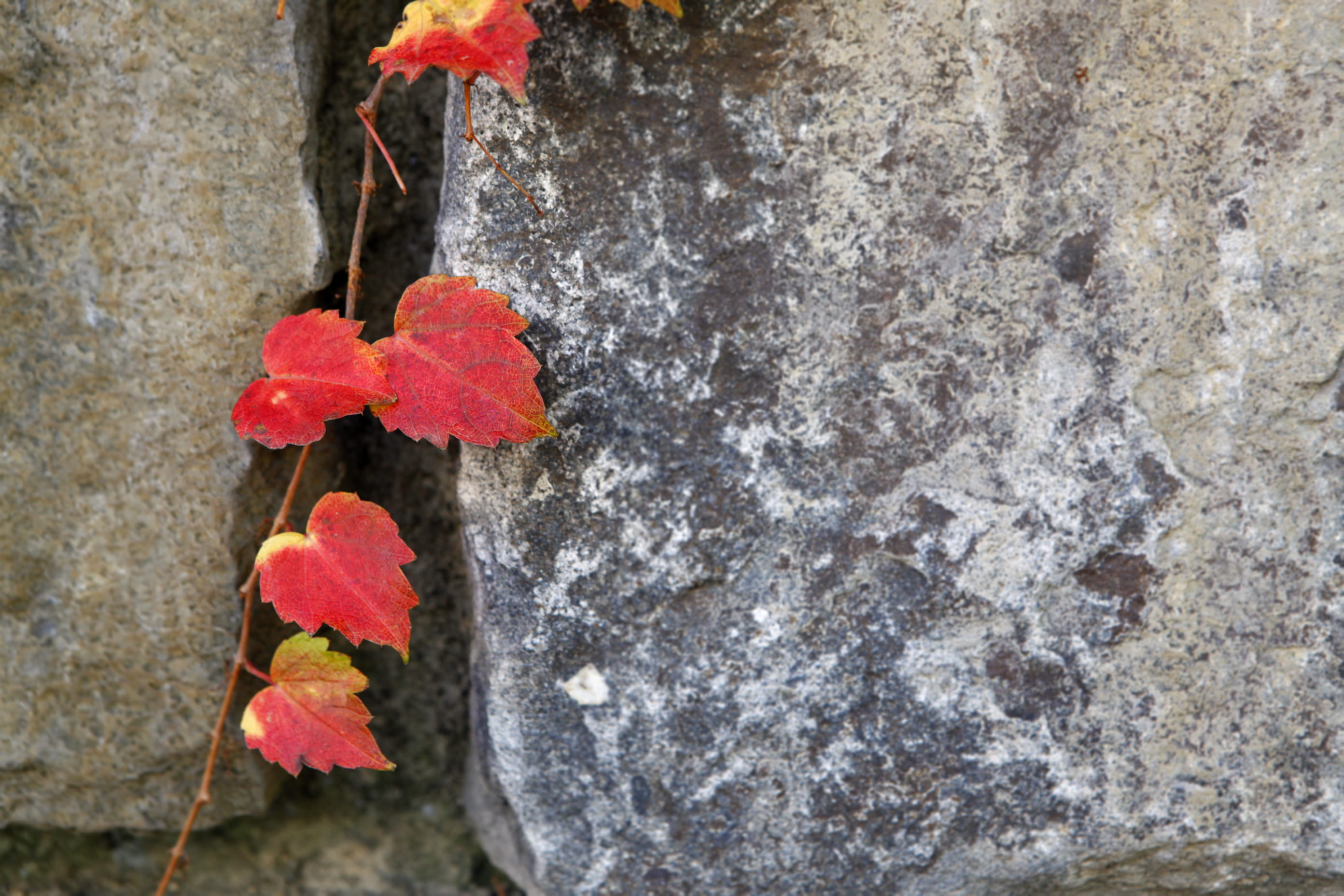 growth, vine, nature, wall - building feature, no people, close-up, trunk, fall, 자연, 빨강, 덩굴, focus on foreground, beauty in nature, namsangol hanok village, HD Wallpaper