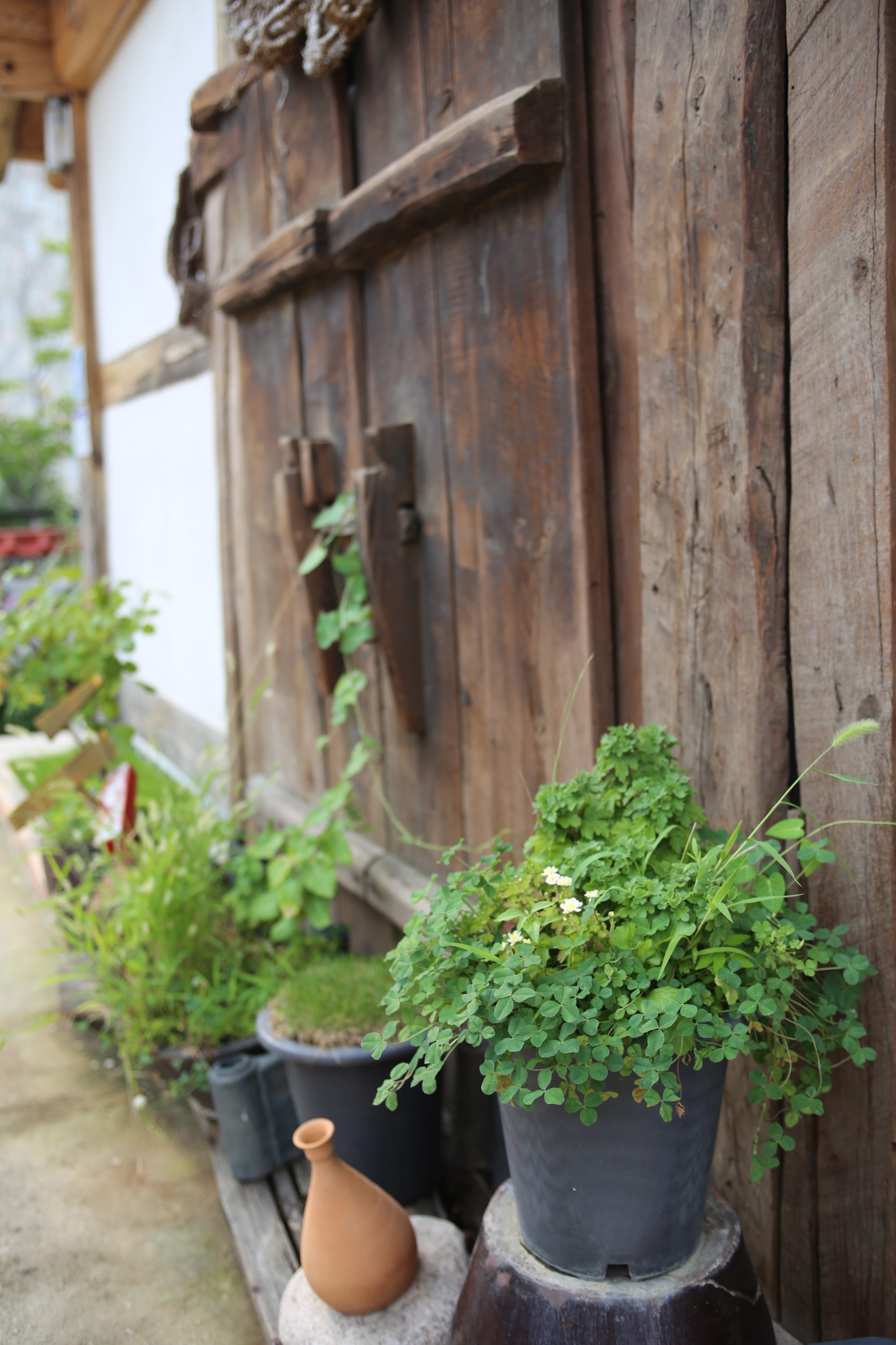 gardening, wood - material, leaf, 2K, outdoors, plant, focus on foreground, no people, architecture, growth, nature, freshness, potted plant, green color, Phone HD Wallpaper