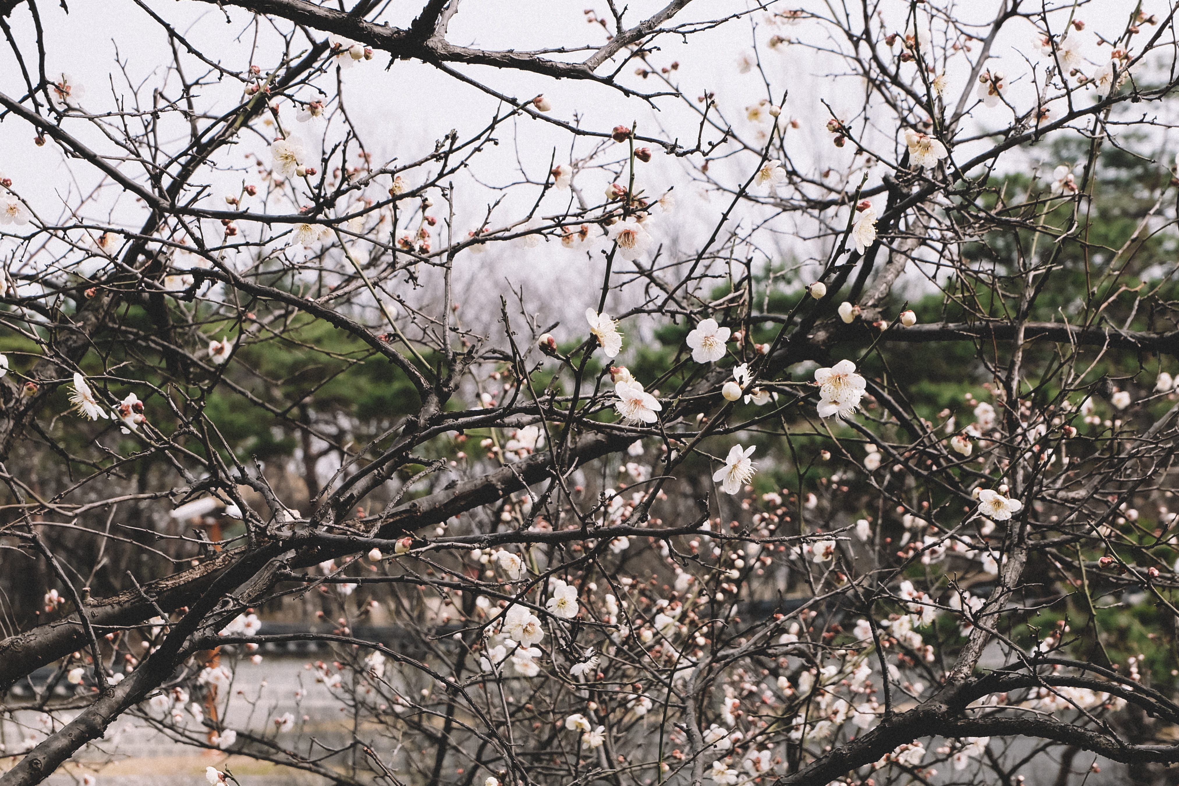 beauty in nature, nature, namsangol hanok village, plant, south korea, flower, no people, freshness, low angle view, winter, tree, outdoors, flowering plant, HD Wallpaper