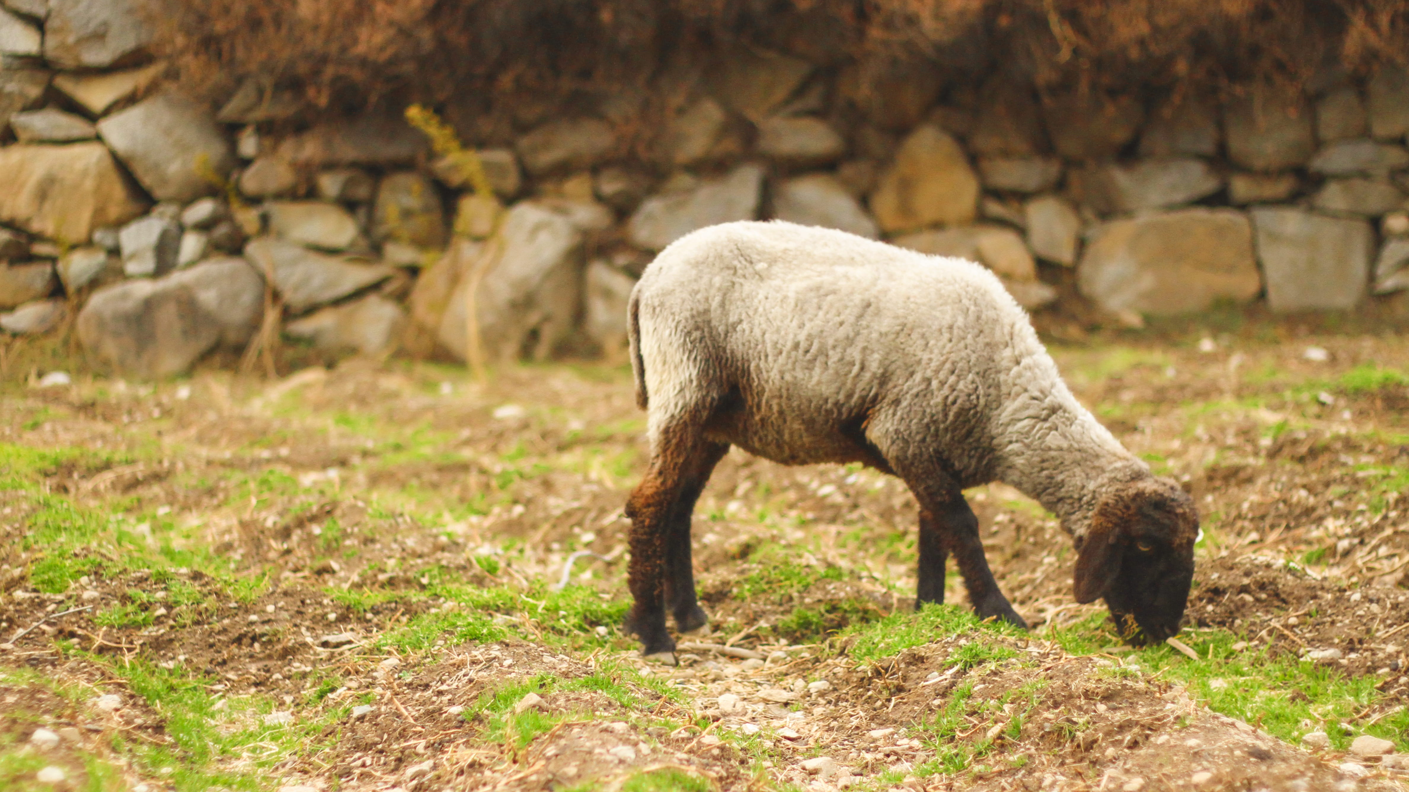 day, one animal, standing, domestic, agriculture, vertebrate, animal themes, goat, stone wall, kalaam, landscape, no people, mammal, beautiful, swat, animal, HD Wallpaper