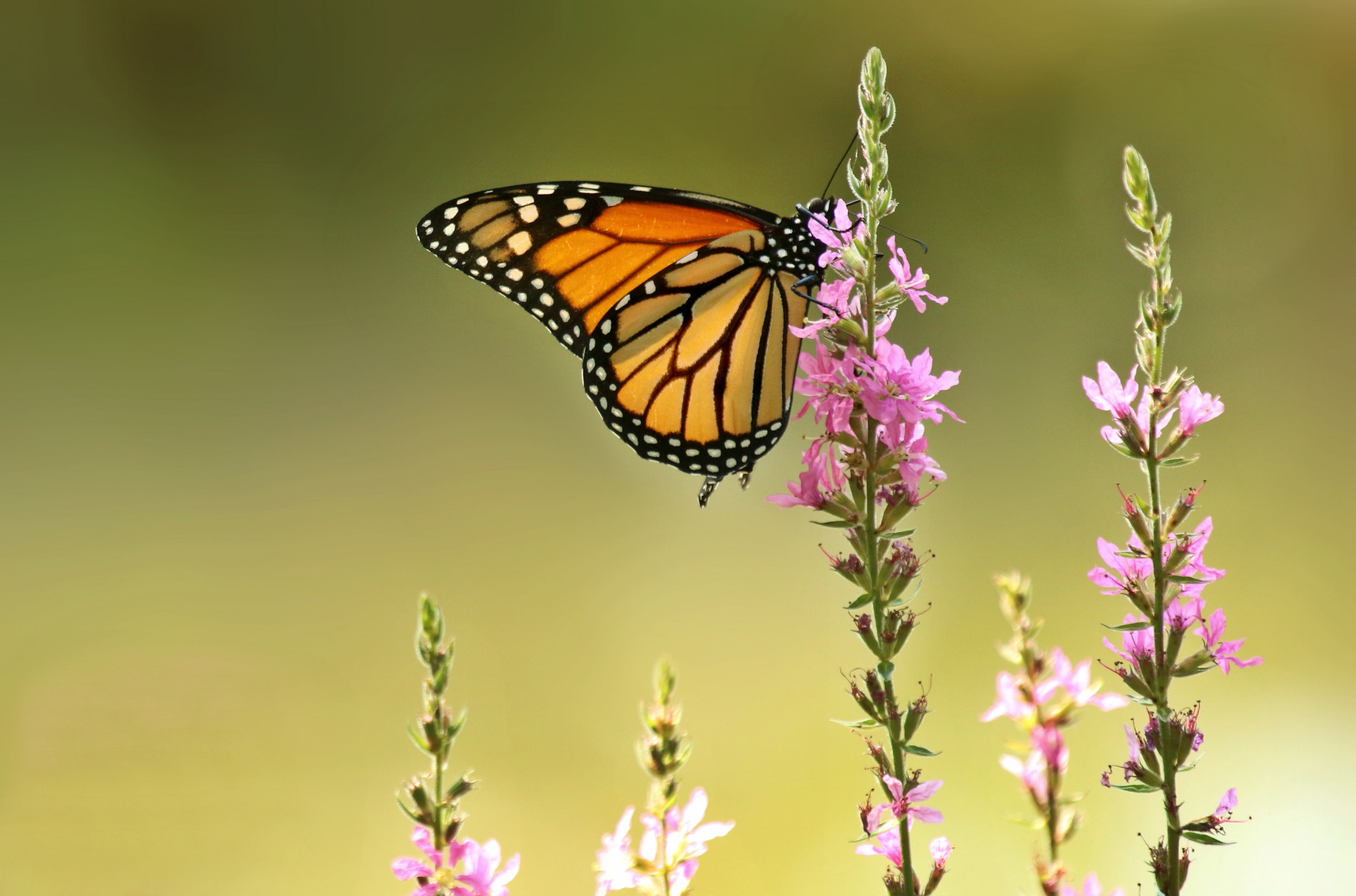 flowers, background, 2K, The monarch, Plakun-grass, Loosestrife loosestrife, butterfly, macro, HD Wallpaper
